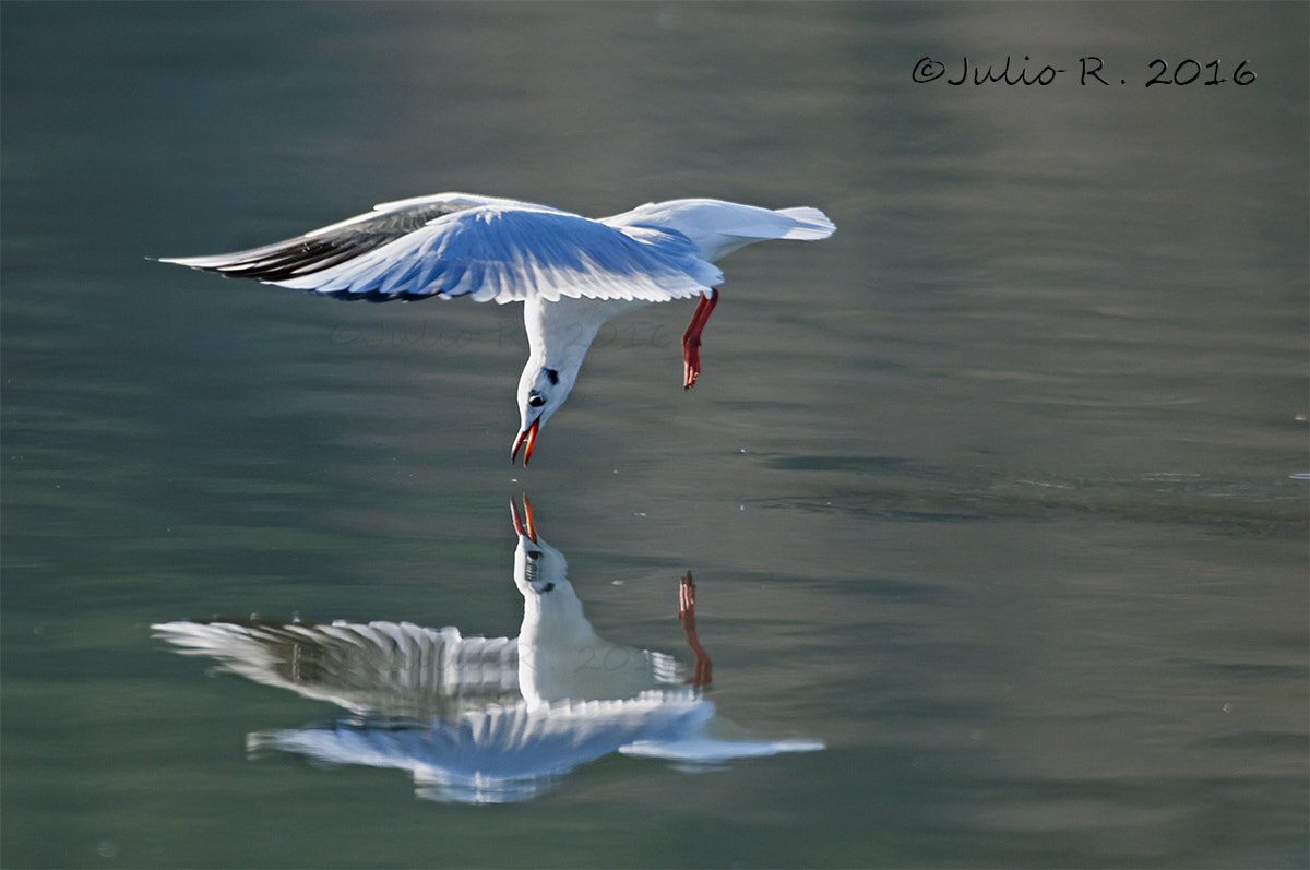 Nikon D300S + Nikon AF-S Nikkor 500mm F4G ED VR sample photo. "what do you want? photography