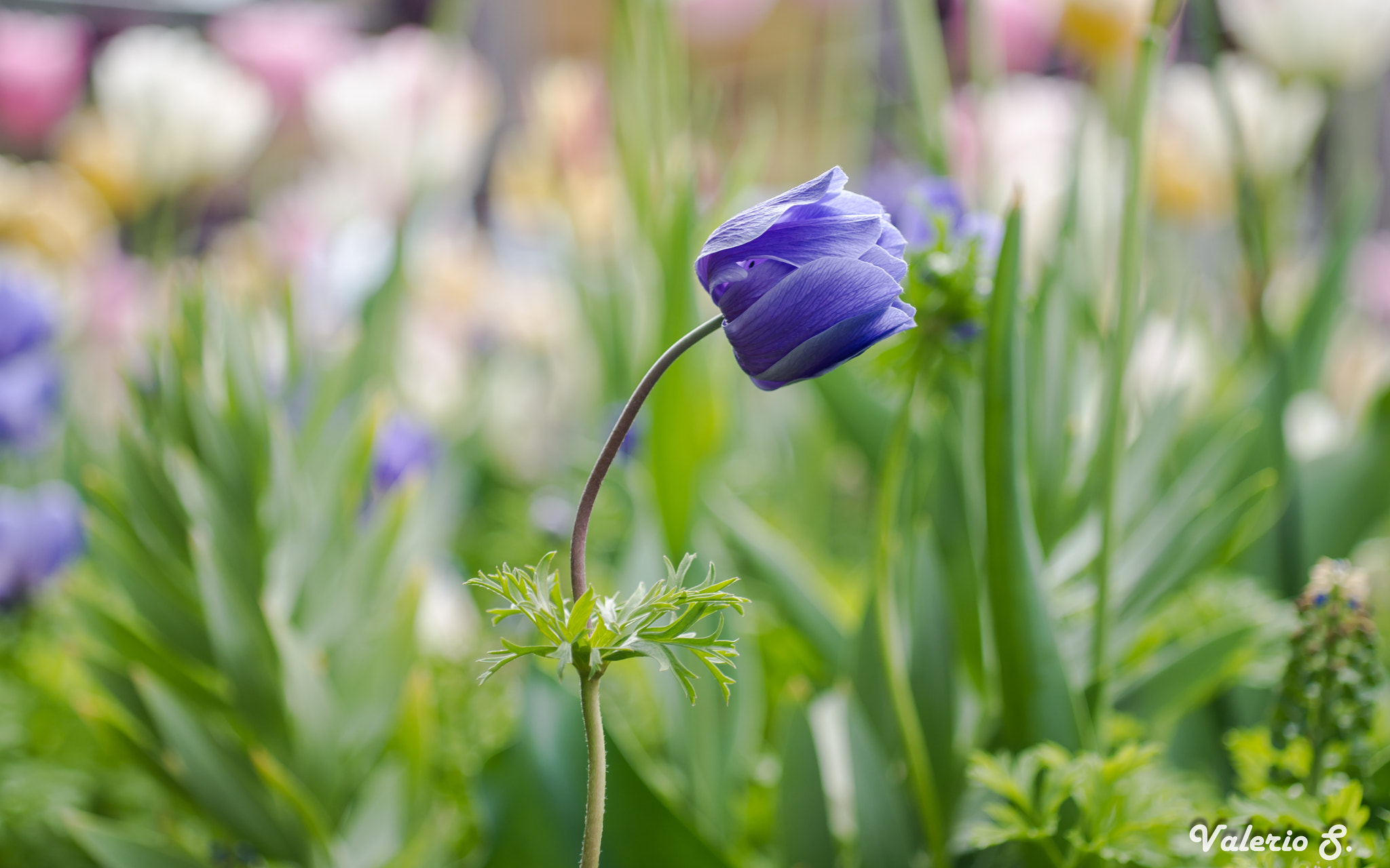 Pentax K-x sample photo. Lone anemone photography