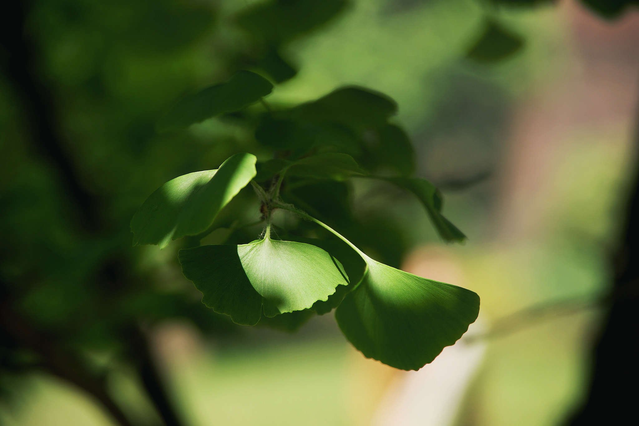 Sony a7S II + Sony FE PZ 28-135mm F4 G OSS sample photo. 可爱的银杏 photography