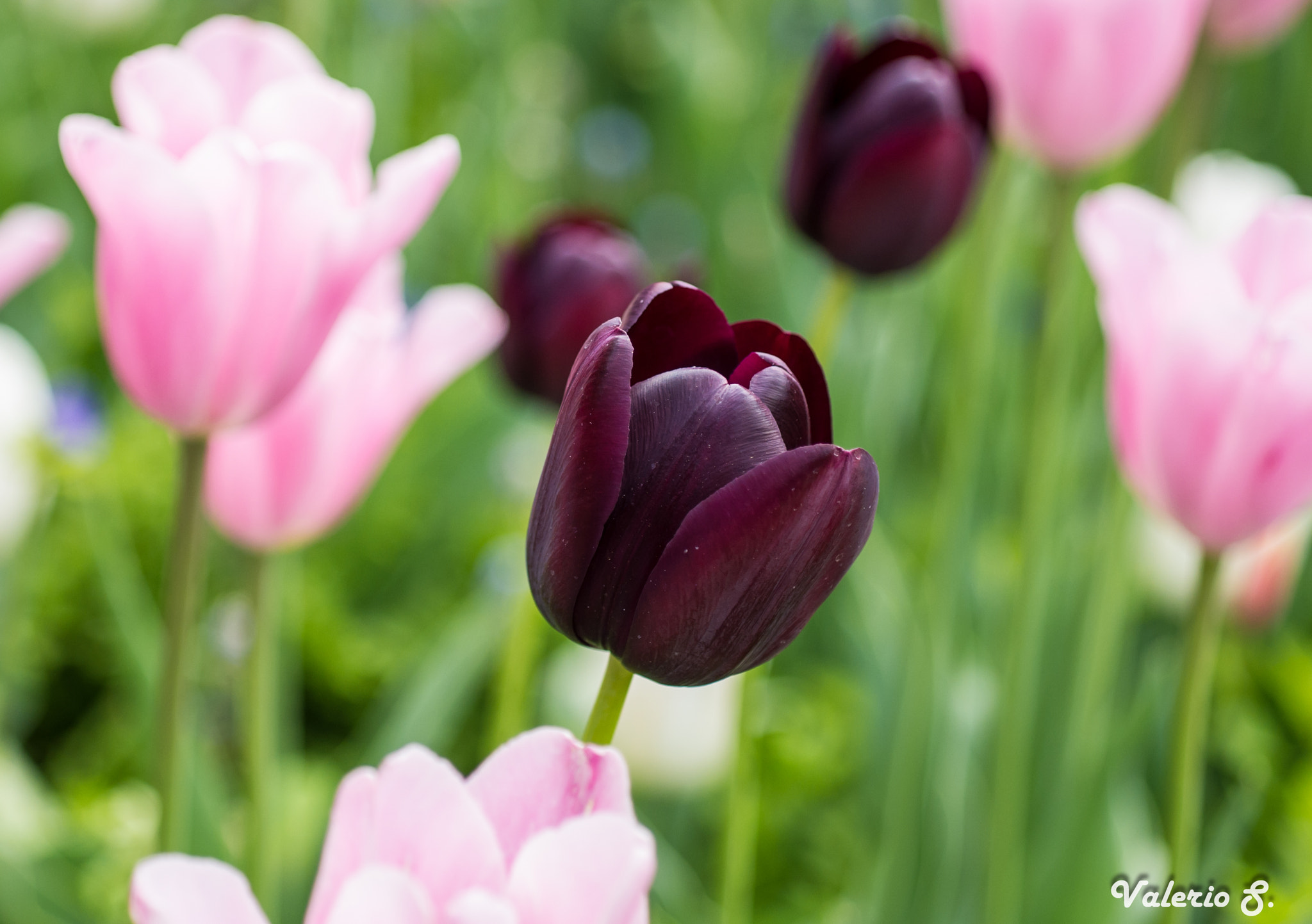 Pentax K-x sample photo. Black tulip photography