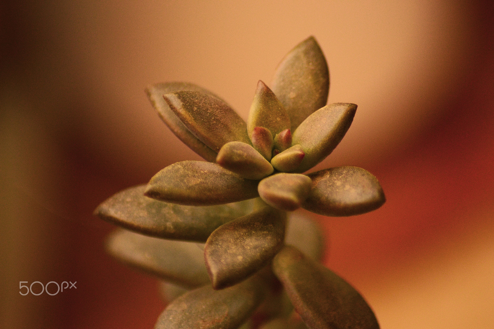 Nikon D3100 + Sigma 18-125mm F3.8-5.6 DC OS HSM sample photo. A plant at my balcony photography