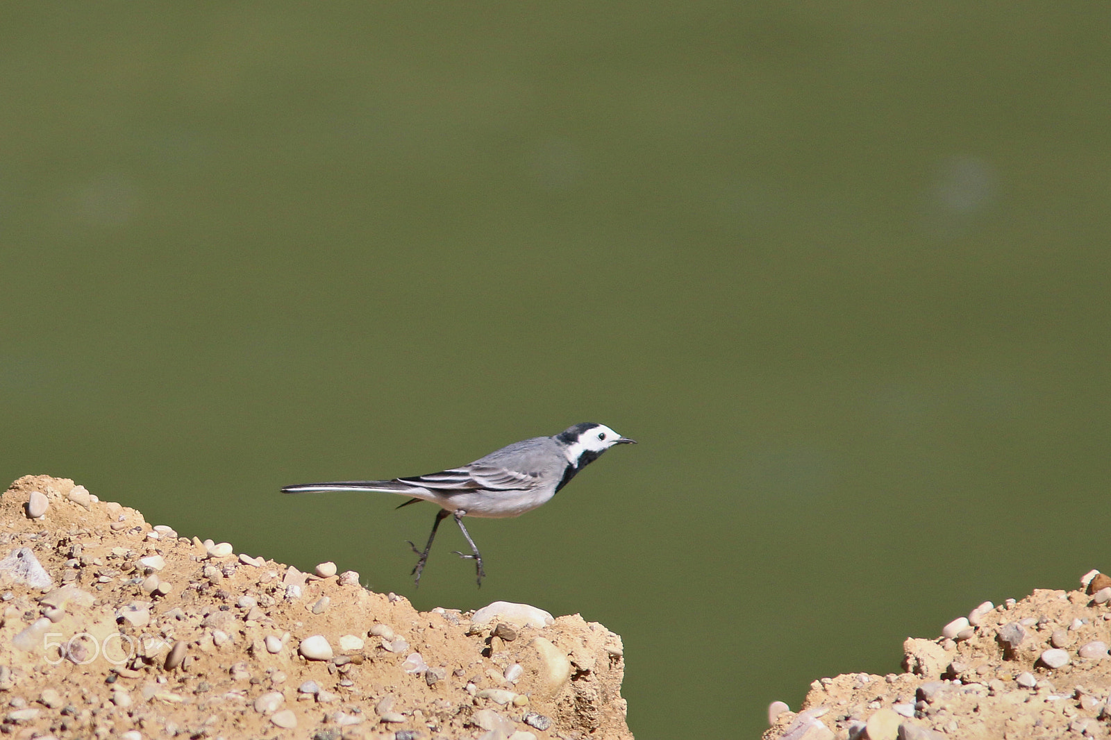Canon EF 300mm F4L IS USM sample photo. Le saut photography