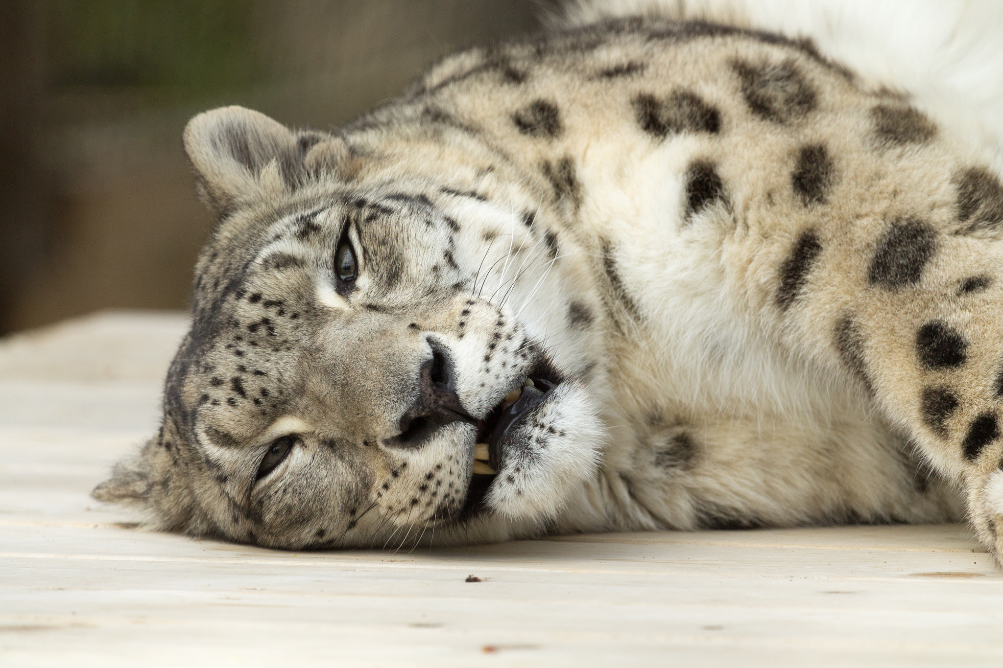 Canon EF 100-400mm F4.5-5.6L IS USM sample photo. Snow leopard resting photography