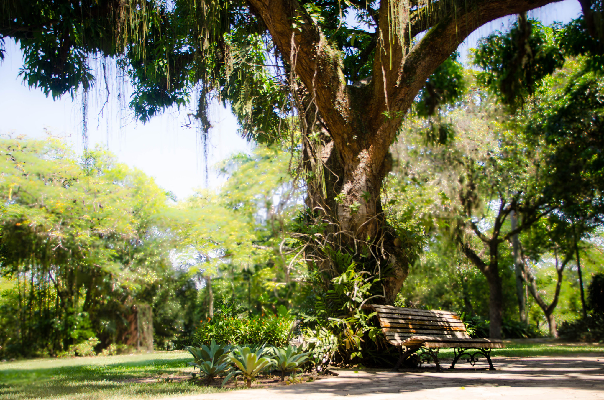 Nikon D5100 + Nikon PC-E Nikkor 24mm F3.5D ED Tilt-Shift sample photo. Magic tree | 108/365+ photography