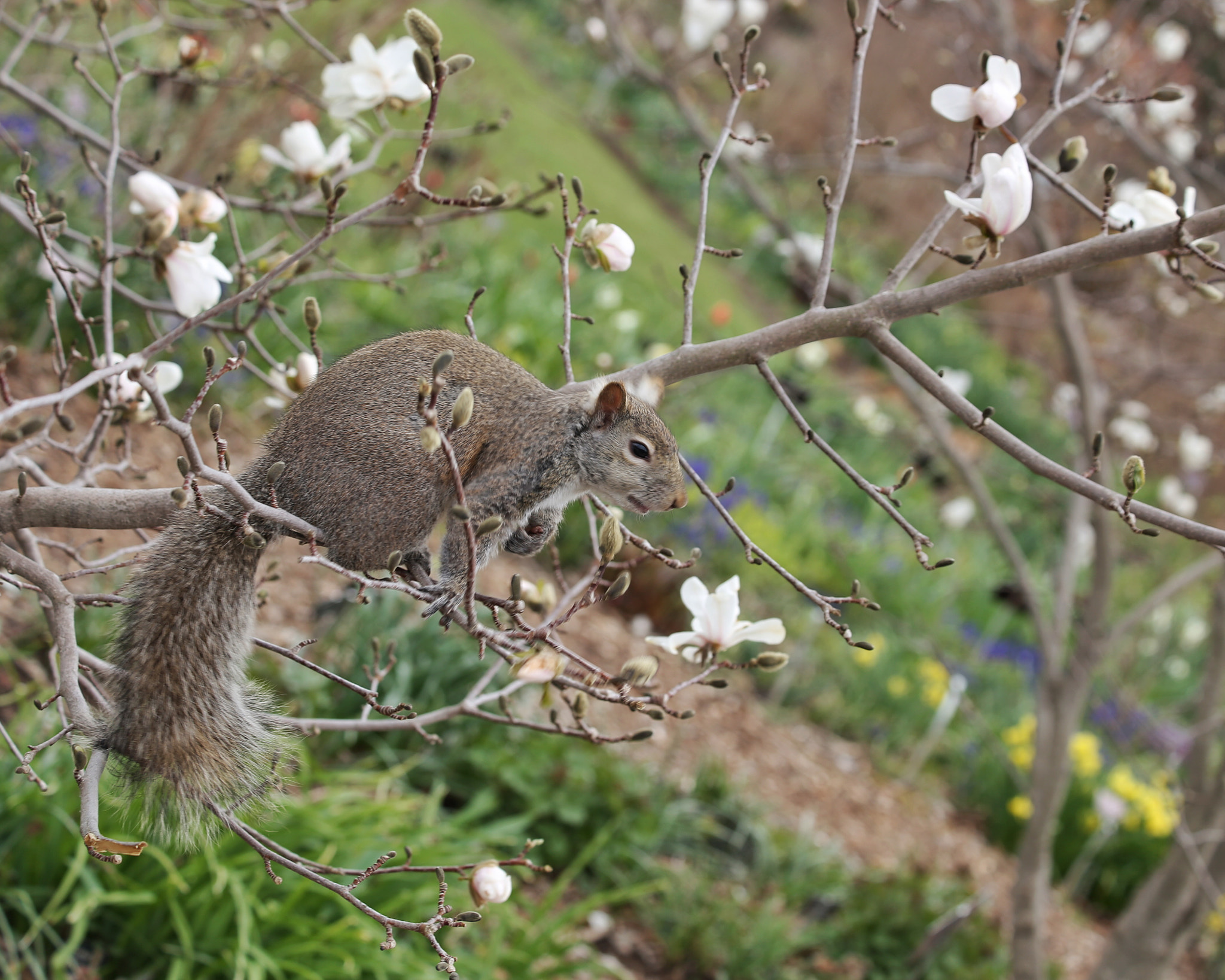 Canon EF 70-300mm F4-5.6 IS USM sample photo