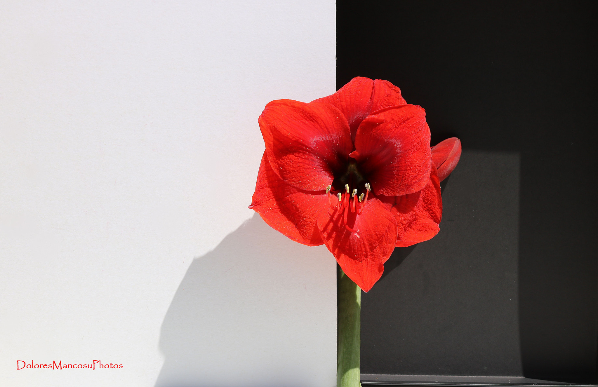 Canon EF 70-300mm F4-5.6 IS USM sample photo. The first color photography