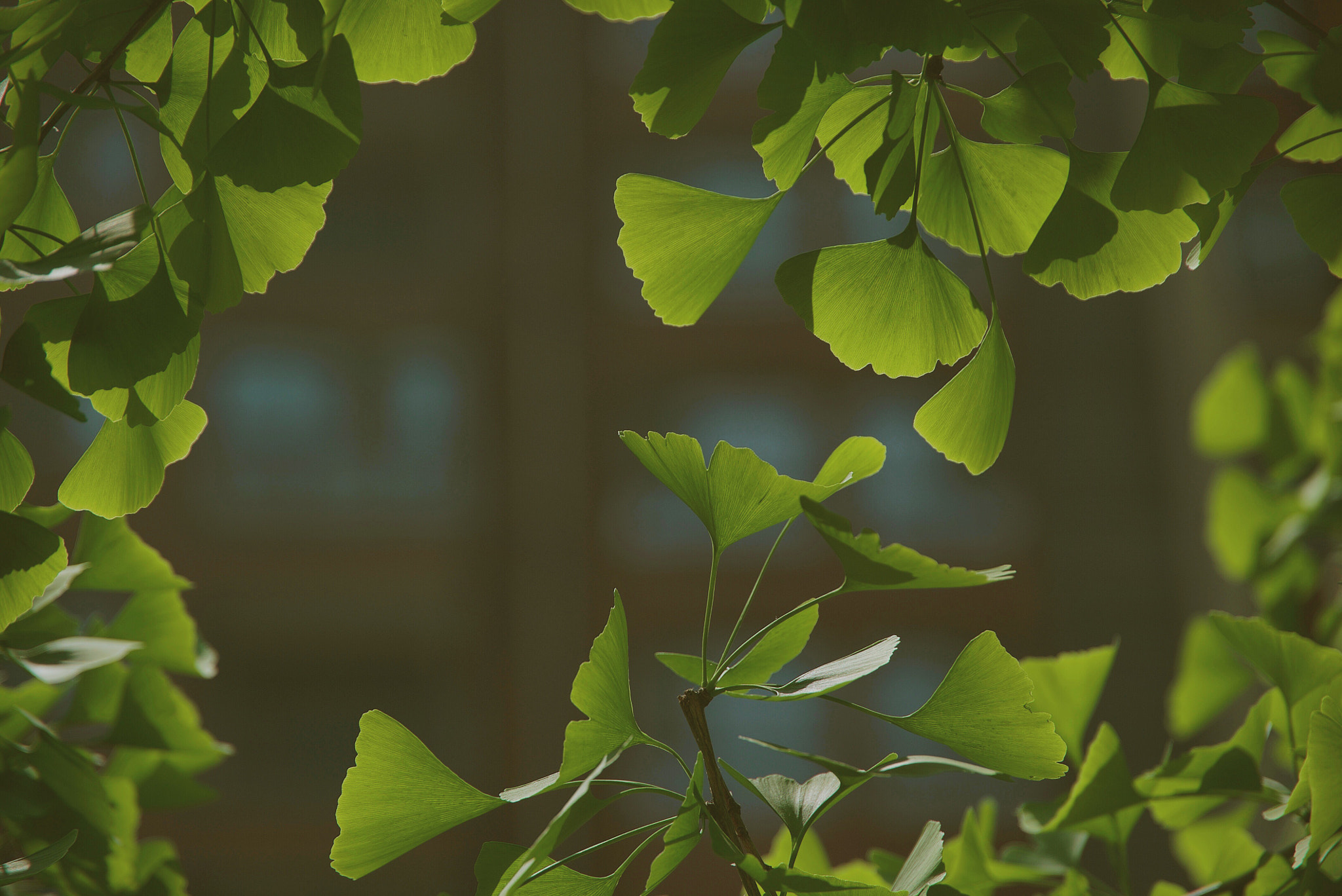 Sony a7S II + Sony FE PZ 28-135mm F4 G OSS sample photo. 银杏 photography