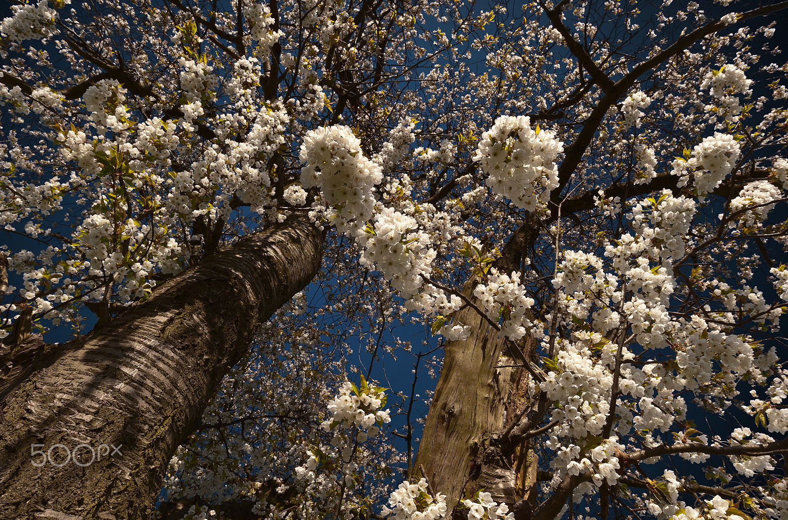 Nikon AF-S Nikkor 18-35mm F3.5-4.5G ED sample photo. Have a spring blast photography