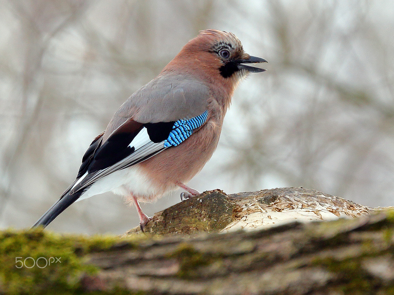 Canon EF 70-300mm F4-5.6L IS USM sample photo. Eurasian jay photography
