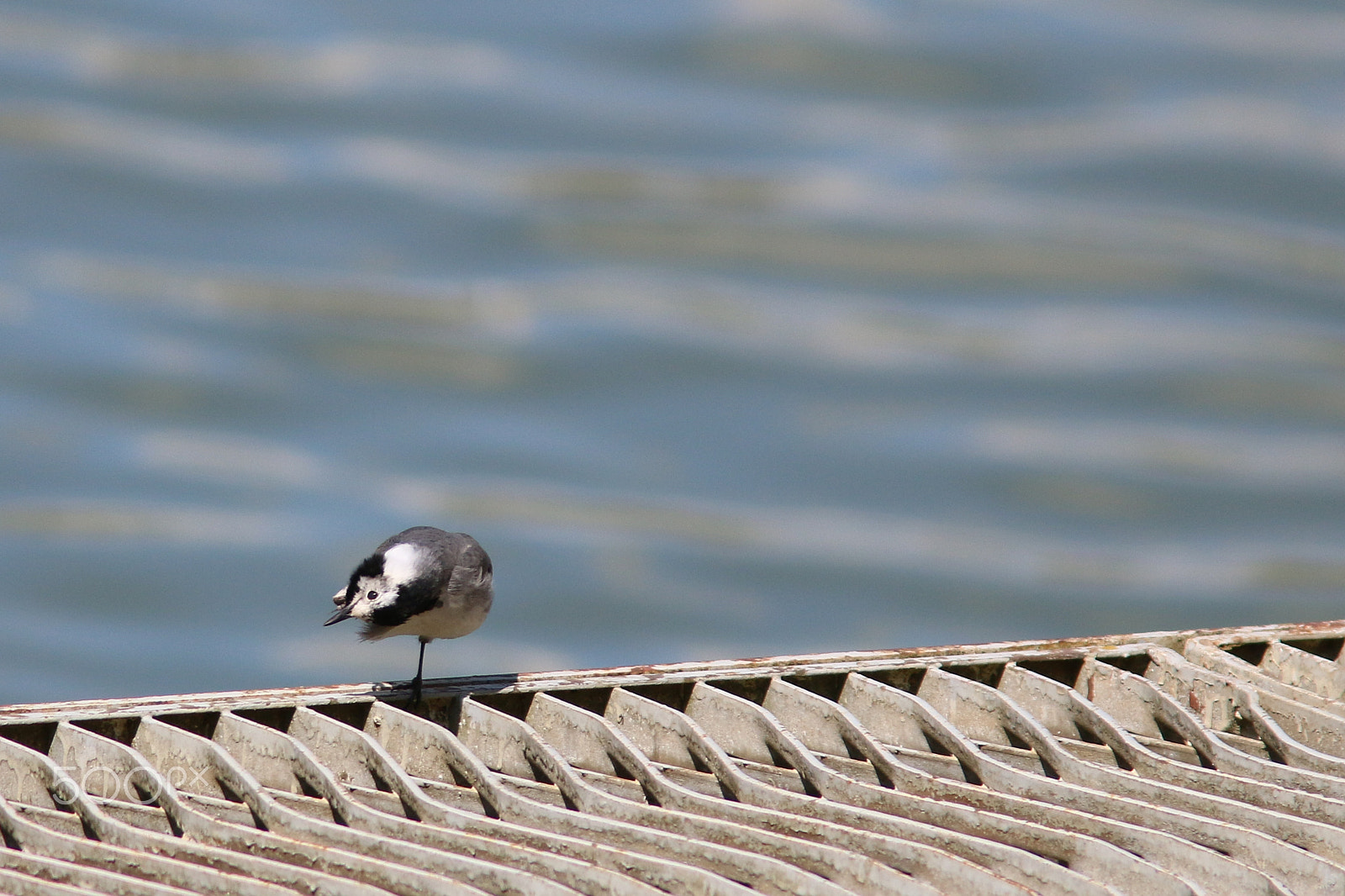 Canon EF 300mm F4L IS USM sample photo. Monopode photography
