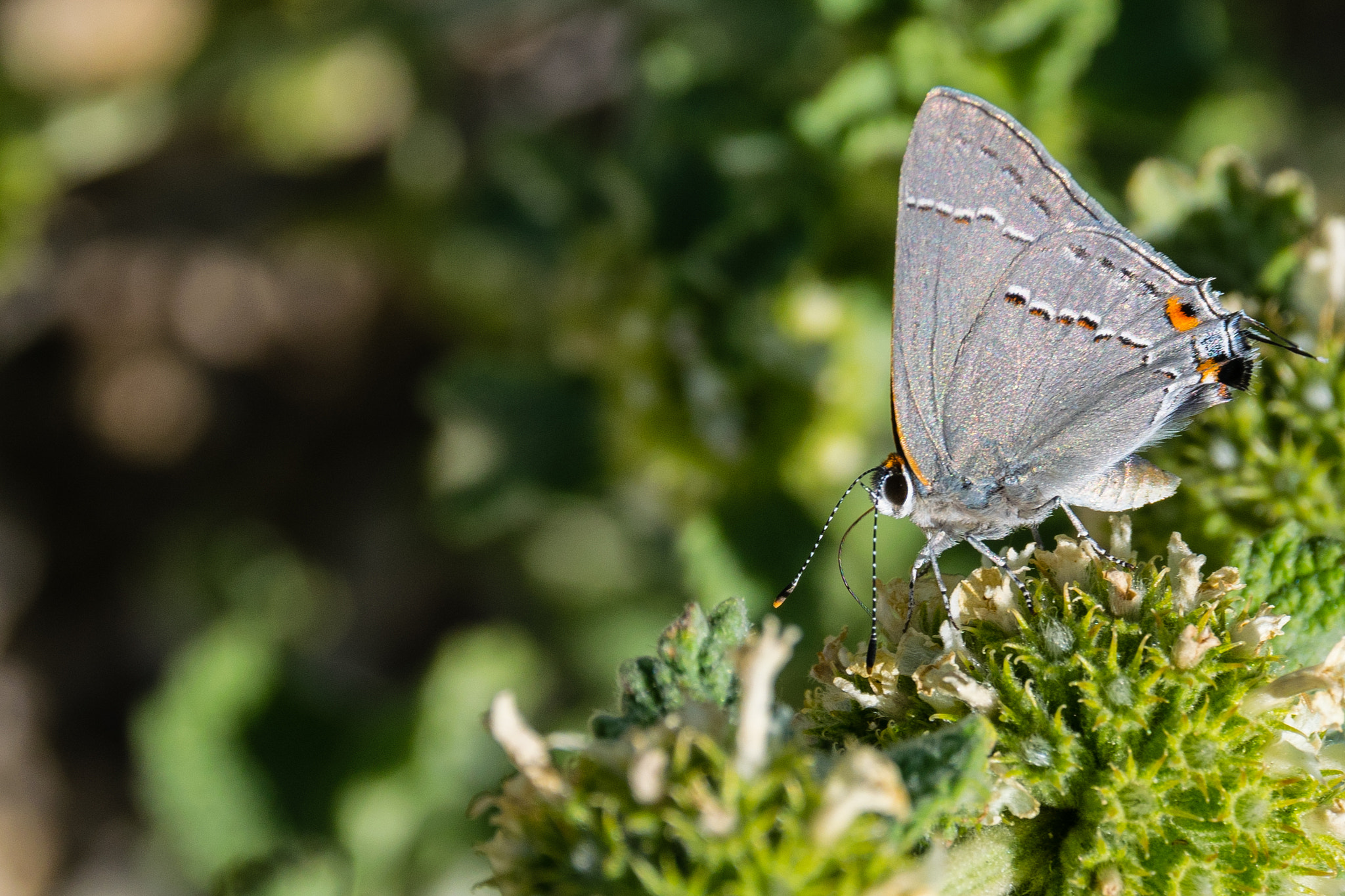 Nikon D3300 + Sigma 17-70mm F2.8-4 DC Macro OS HSM | C sample photo. Female eastern tailed-blue photography