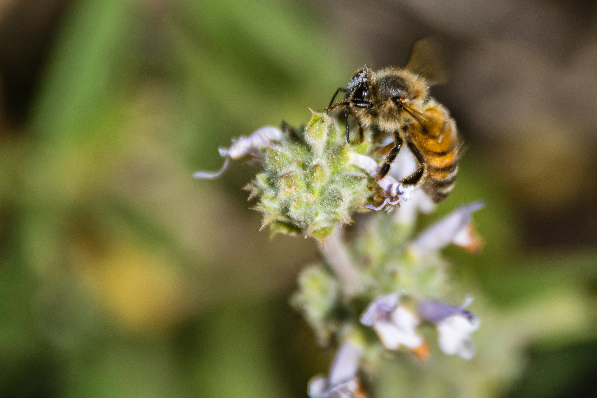 Nikon D3300 + Sigma 17-70mm F2.8-4 DC Macro OS HSM | C sample photo. Spring bee photography