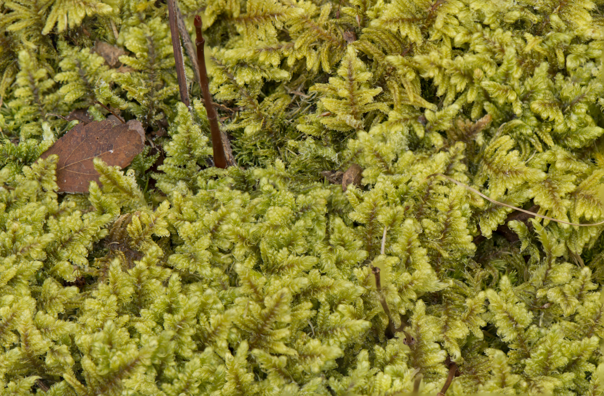 Nikon AF-S DX Micro-Nikkor 85mm F3.5G ED VR sample photo. Moss macro jpeg photography
