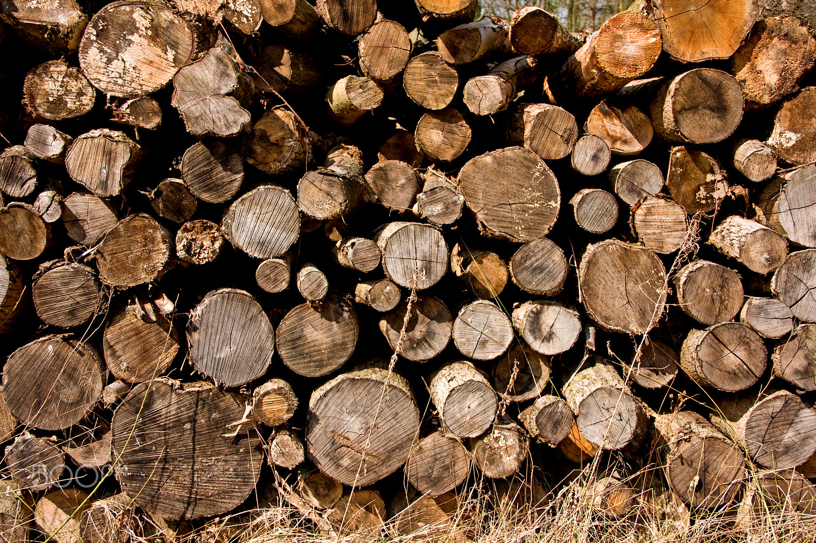 Canon EOS 40D + Canon EF-S 18-135mm F3.5-5.6 IS sample photo. Log pile, southrey wood, lincolnshire. photography
