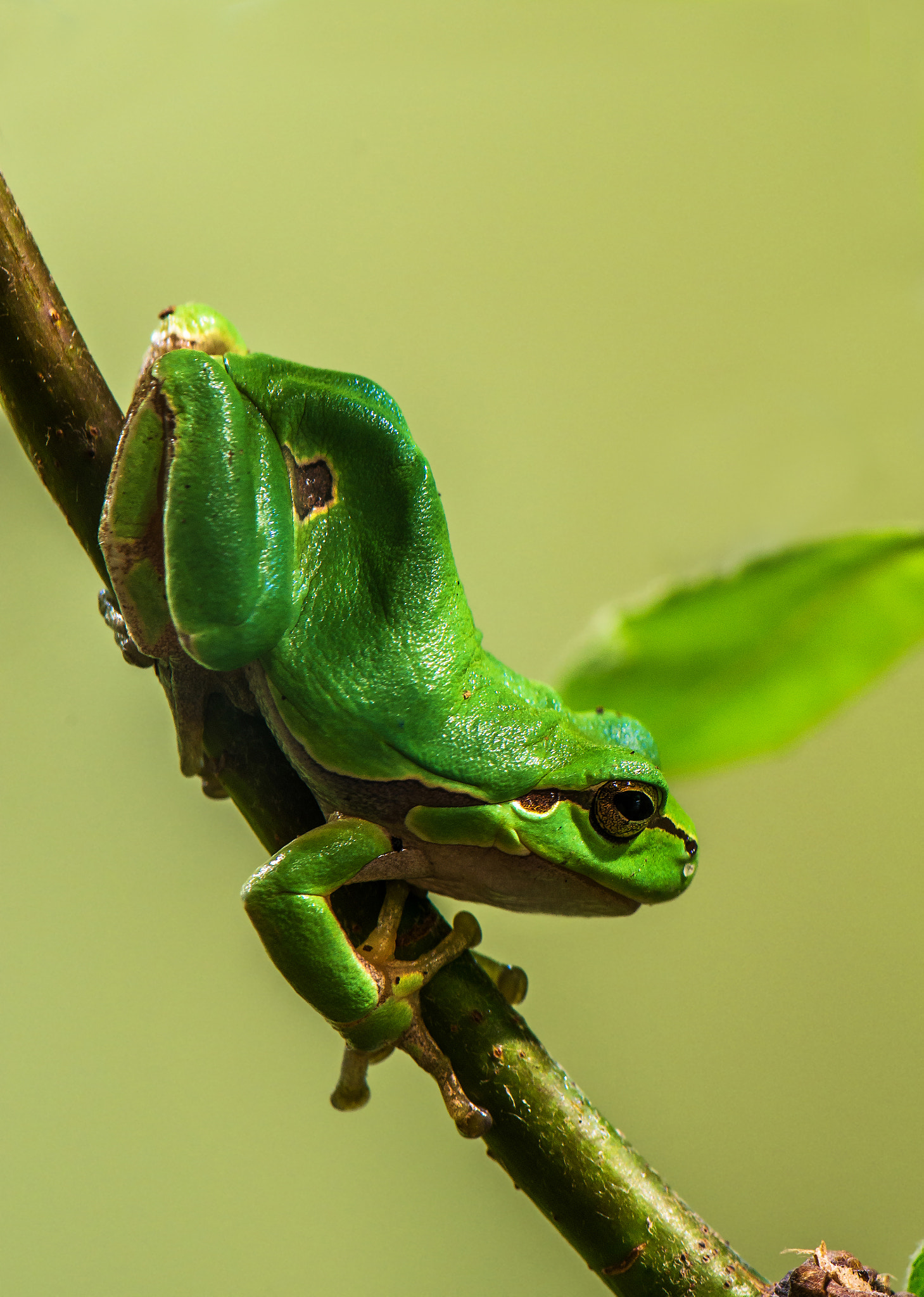 Sony a99 II + Minolta AF 100mm F2.8 Macro [New] sample photo. Tree frog photography