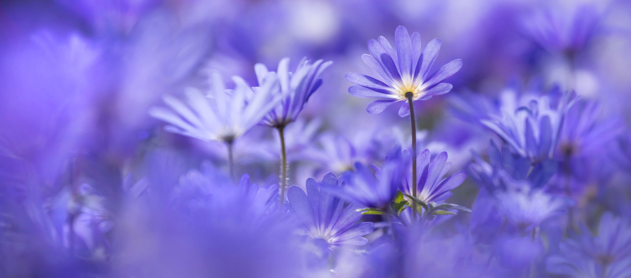 Canon EF 100-400mm F4.5-5.6L IS II USM sample photo. Sea of flowers! photography