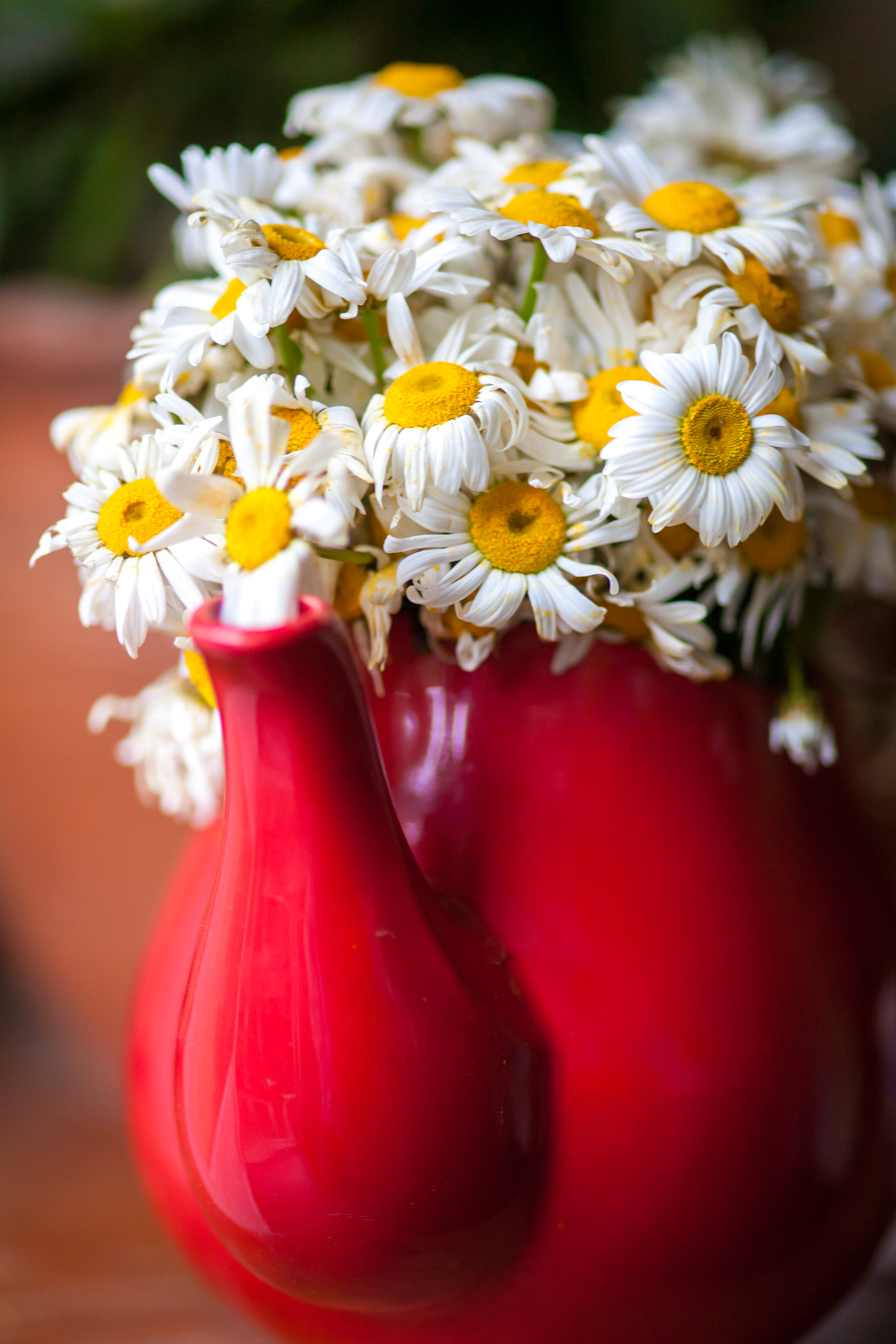 ZEISS Makro-Planar T* 100mm F2 sample photo. Chamomile photography