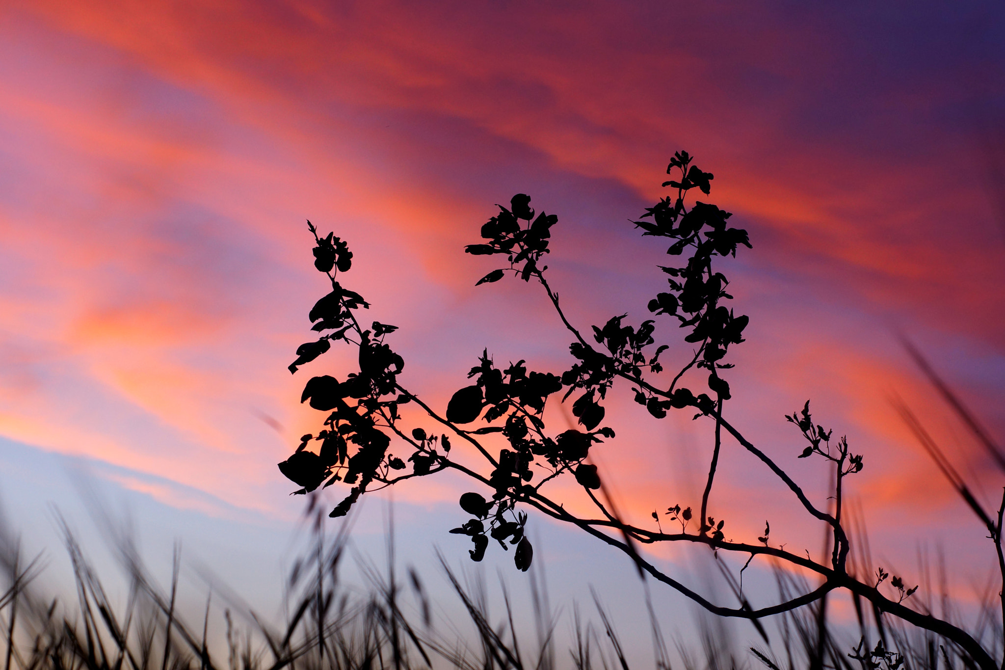 Sony SLT-A77 + Minolta AF 50mm F1.7 sample photo. The sky at sunset photography