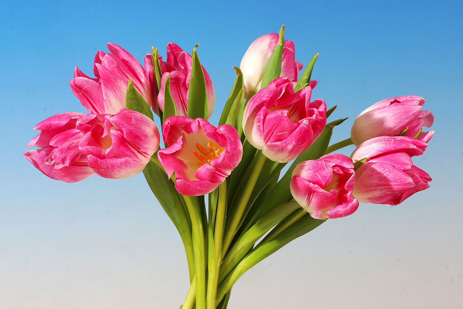 Sony SLT-A77 + Minolta/Sony AF 70-200mm F2.8 G sample photo. Pink tulip photography