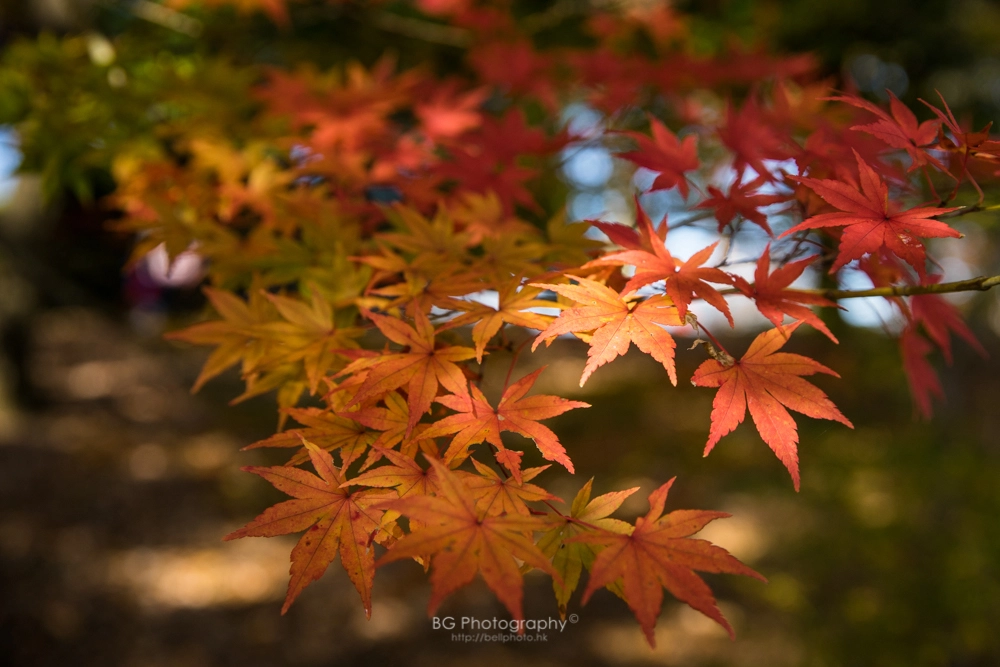 Sony a7 + Canon EF 85mm F1.2L II USM sample photo. 紅葉. photography