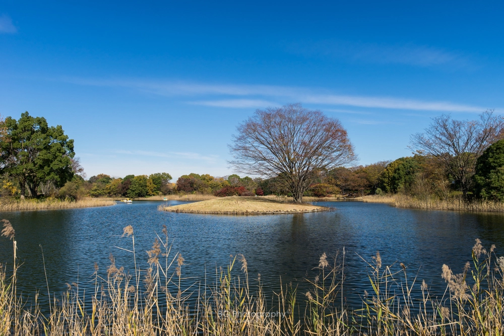 Sony a7 + Canon EF 85mm F1.2L II USM sample photo. 風景. photography