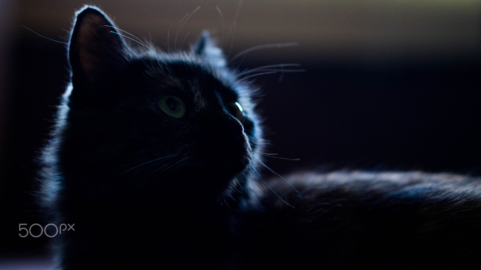 Sony Alpha a3500 sample photo. Eyes of the cat photography
