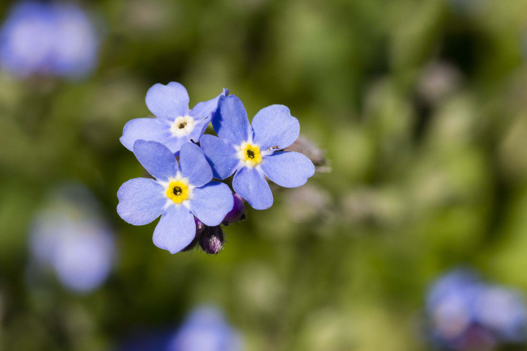 Canon EOS 700D (EOS Rebel T5i / EOS Kiss X7i) + Tamron SP AF 90mm F2.8 Di Macro sample photo. Suspended flowers photography