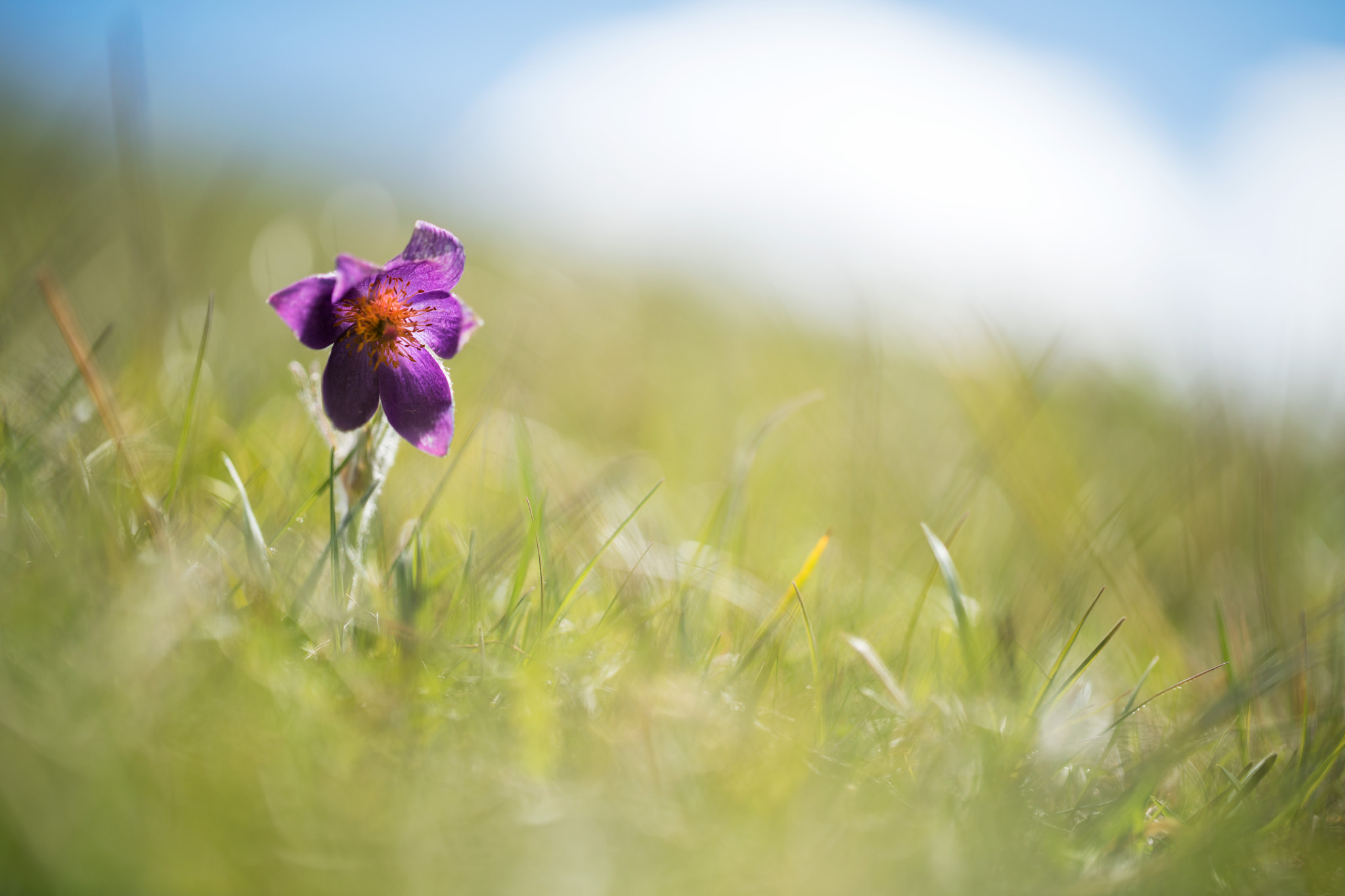 Sony a7R II + Canon EF 100mm F2.8L Macro IS USM sample photo. Pasqueflower photography