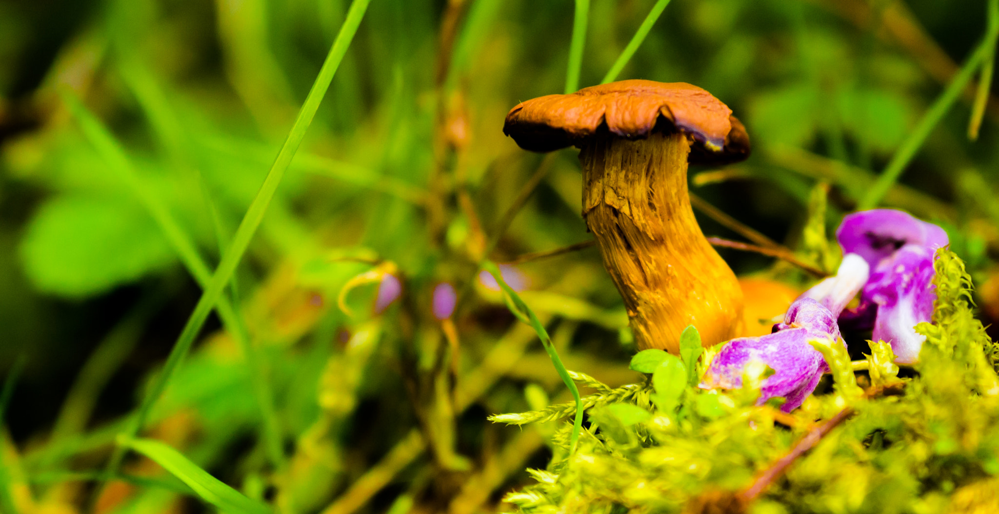 Canon EF 70-300mm F4-5.6L IS USM sample photo. Lonley shroom photography