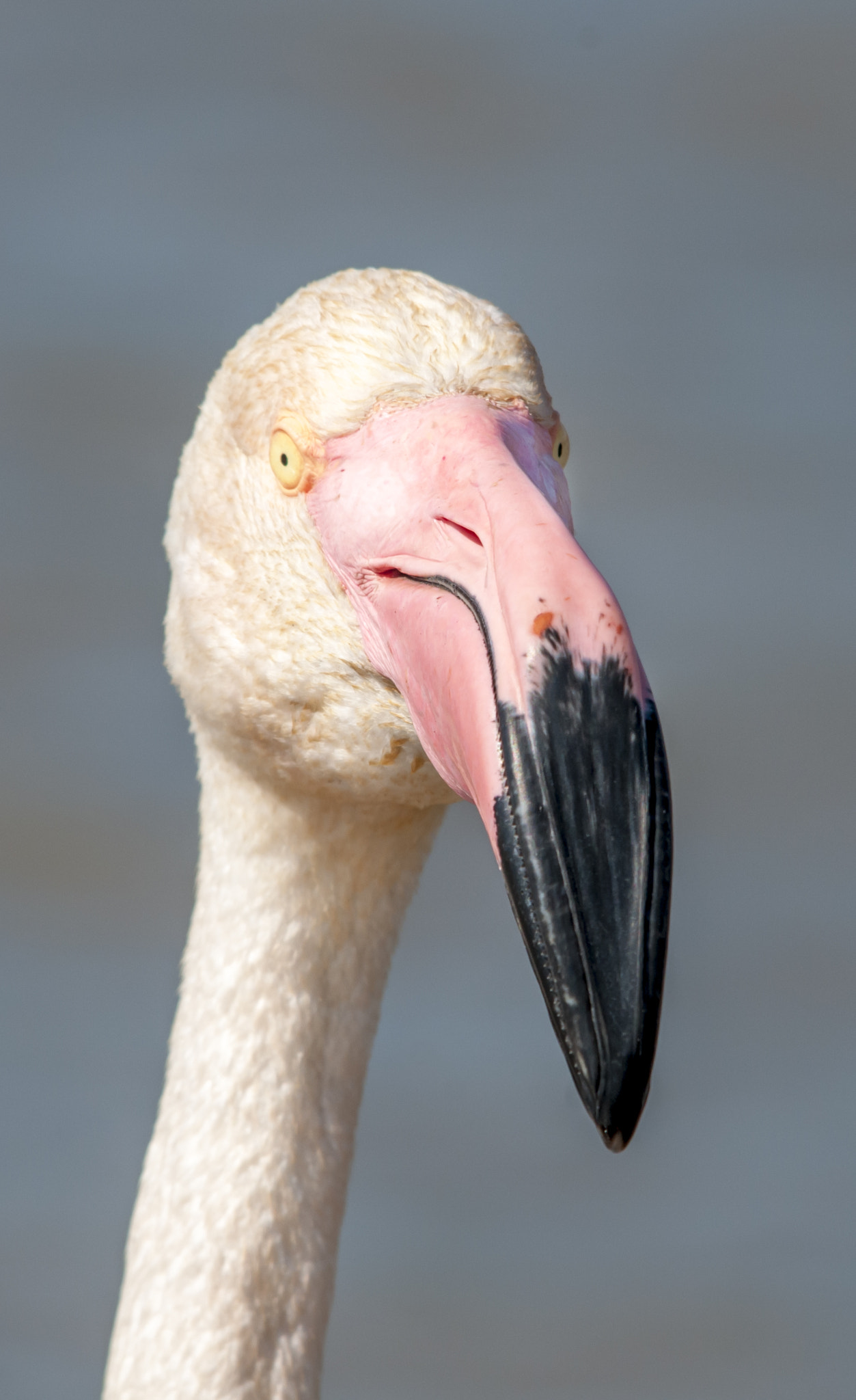 Sigma 150-500mm F5-6.3 DG OS HSM sample photo. Regardez moi photography