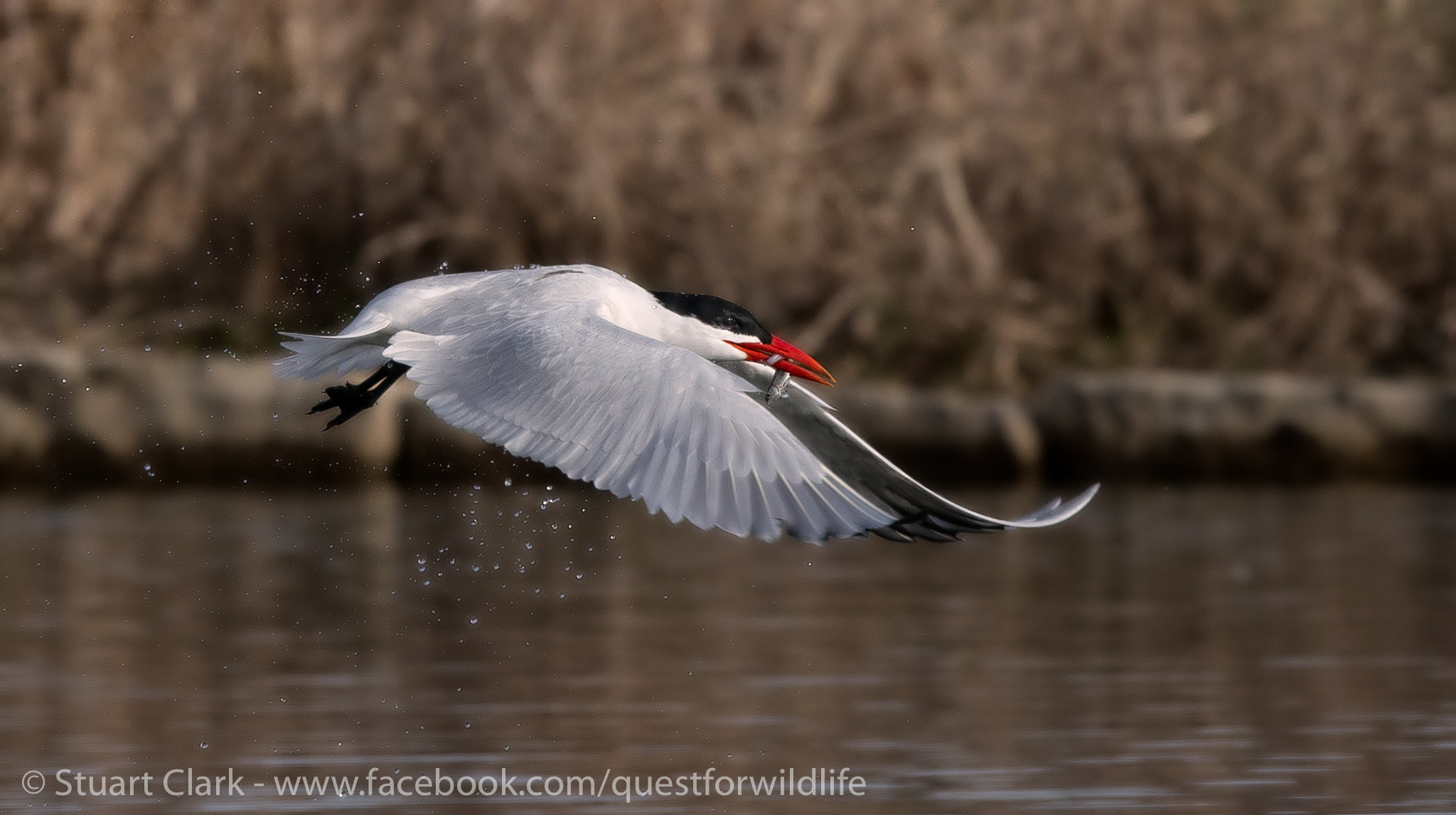 Canon EF 300mm F2.8L IS USM sample photo. Tern of the century photography