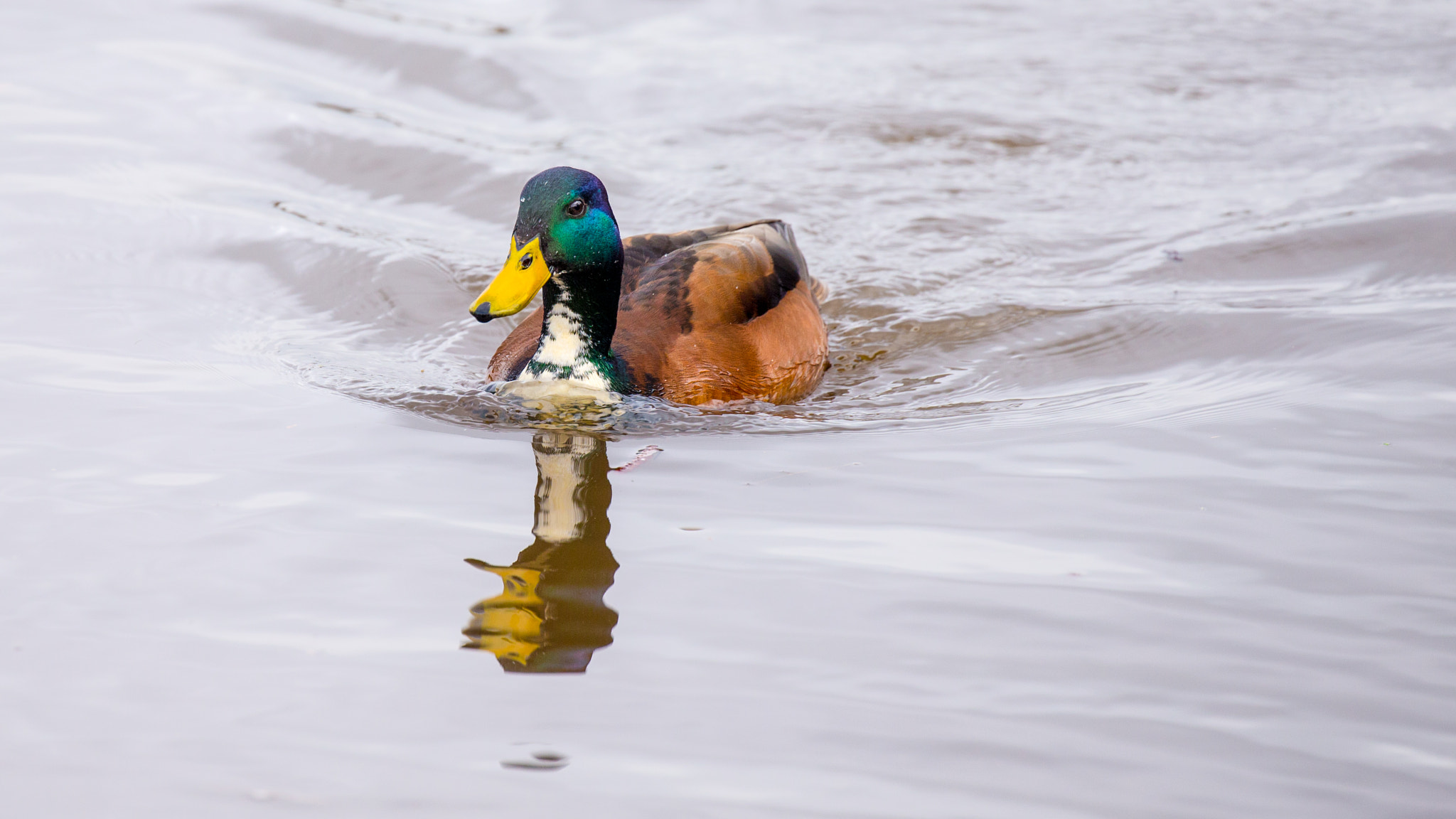 Canon EF 100-400mm F4.5-5.6L IS II USM sample photo. Floating photography