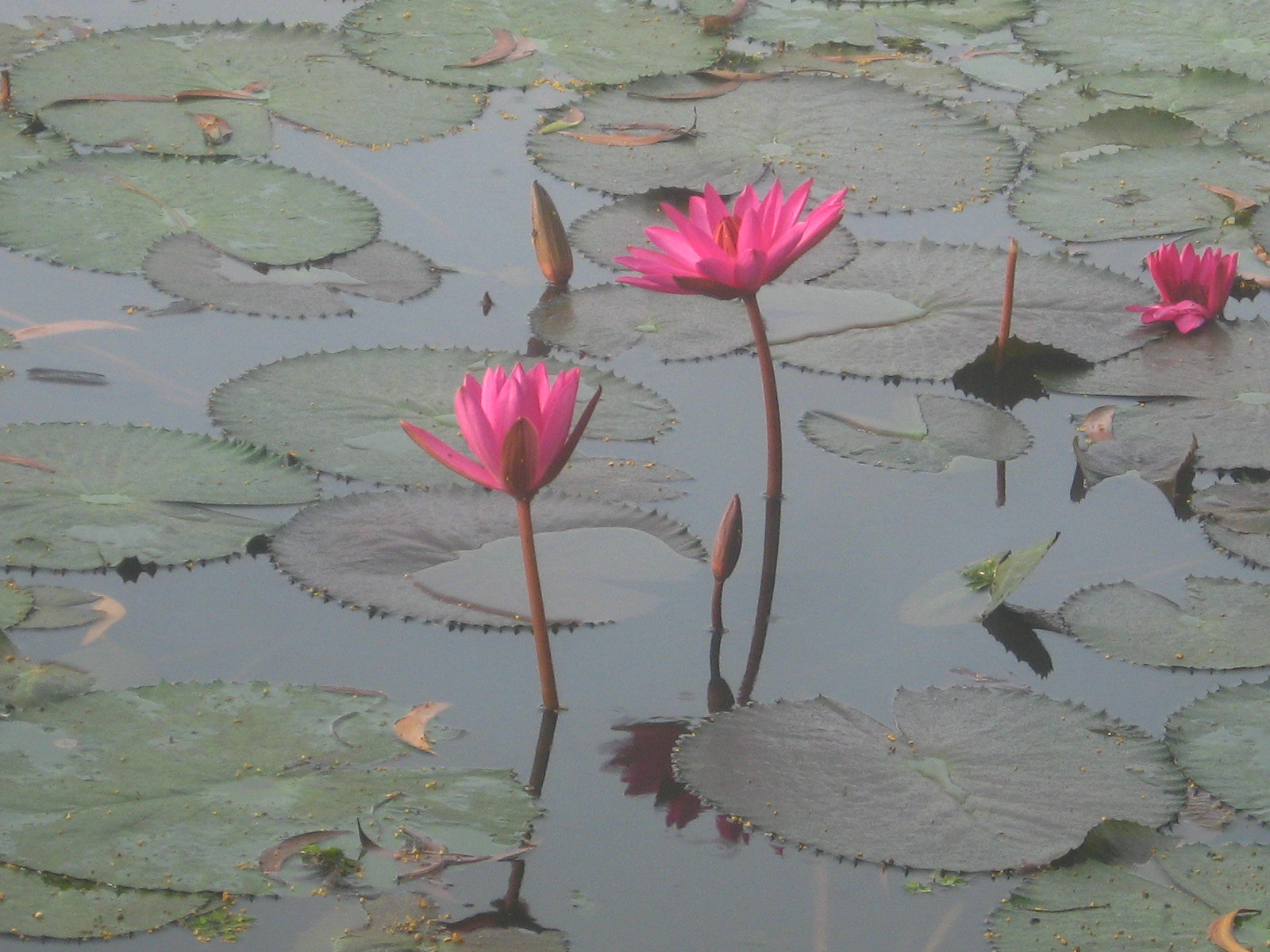 Canon POWERSHOT A540 sample photo. Lily couples photography