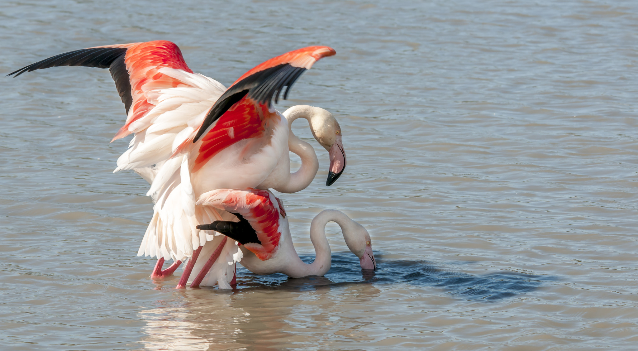 Sigma 150-500mm F5-6.3 DG OS HSM sample photo. Et hop............ photography