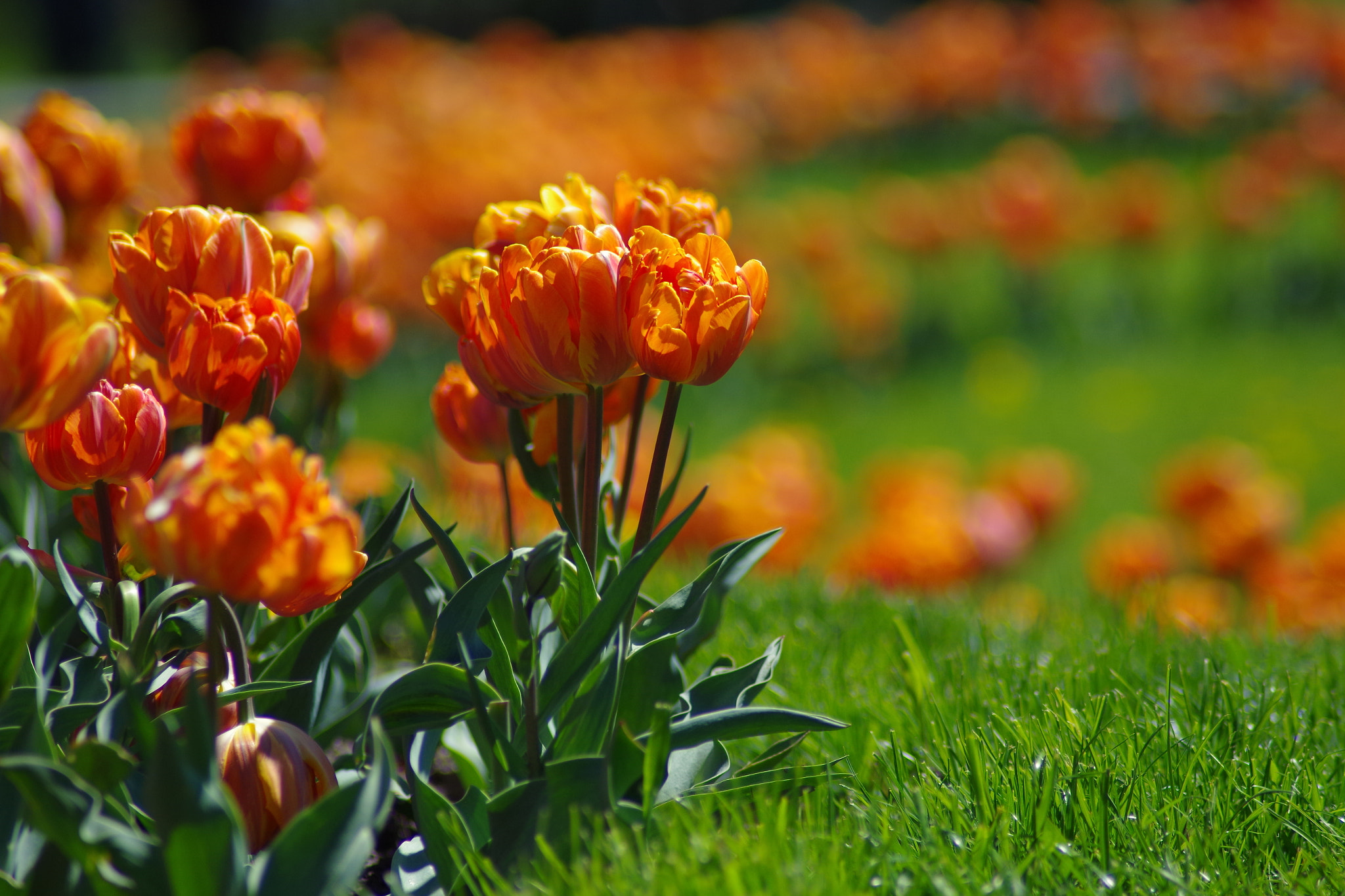 Pentax K-30 sample photo. Tulips time! photography