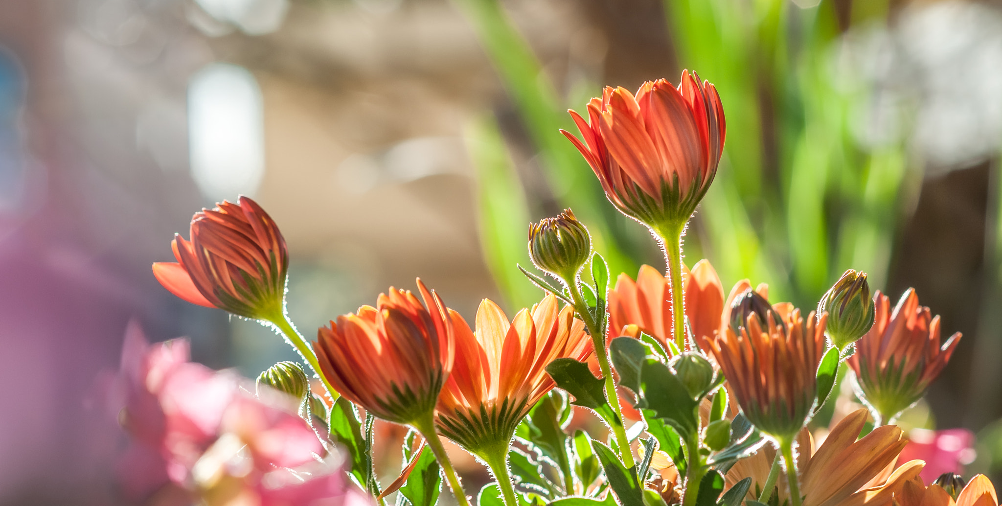 Nikon D5000 + Nikon AF-S Nikkor 85mm F1.8G sample photo. Photography season on our balcony has started photography