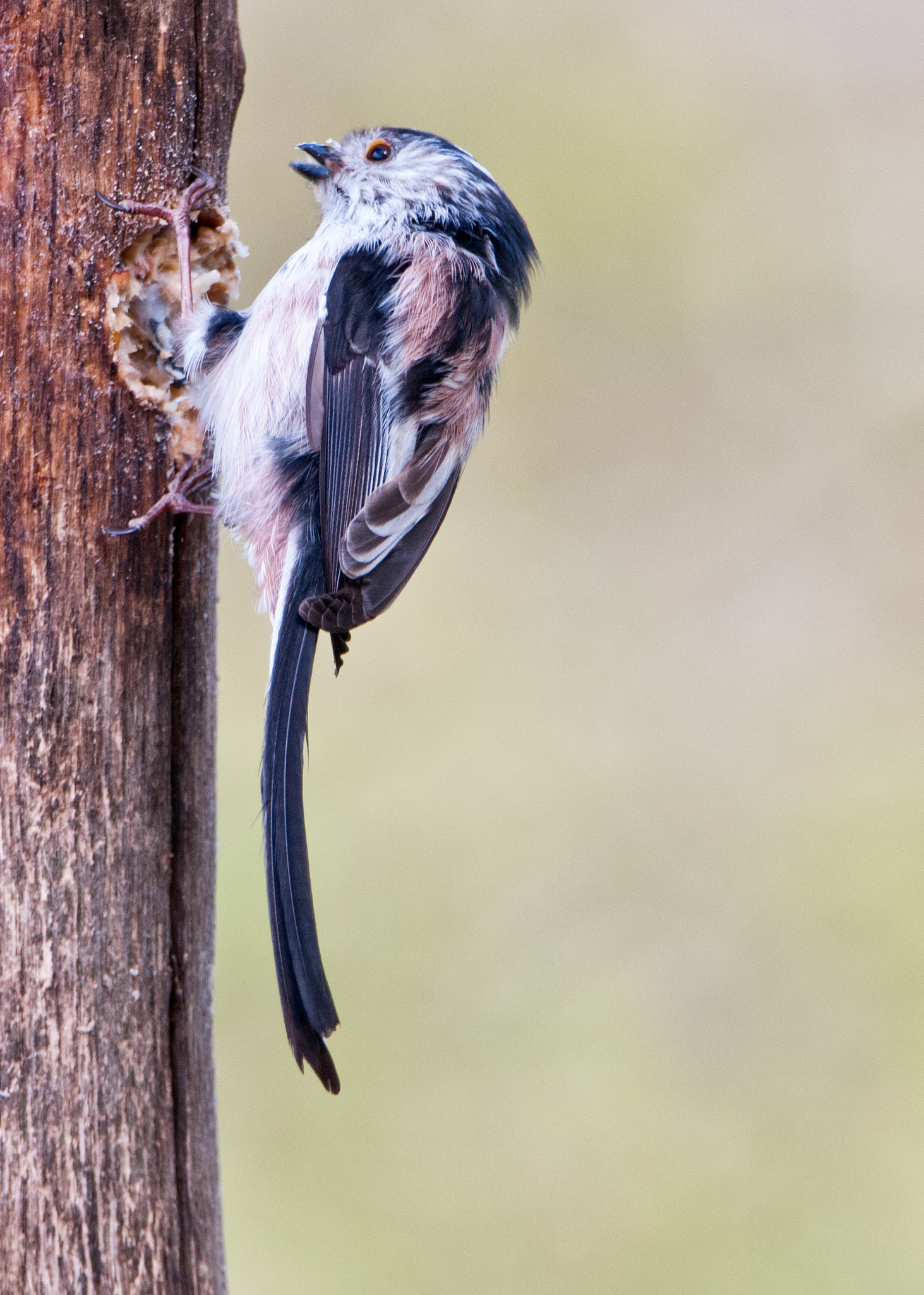 Nikon D300S sample photo. Long tailed tit photography