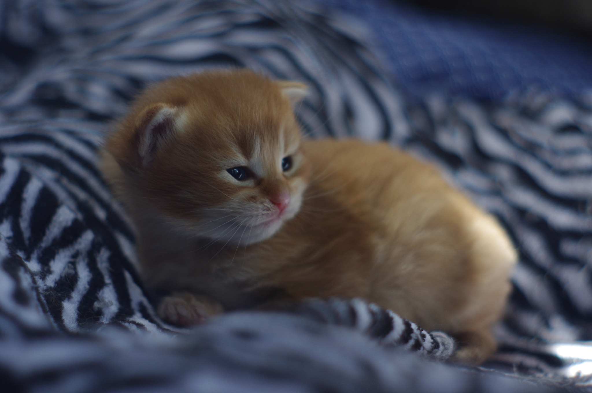 Pentax K-x + A Series Lens sample photo. Sweet baby photography