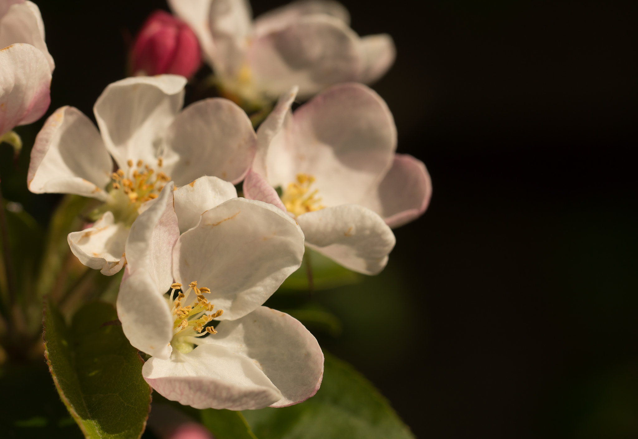 Sony SLT-A65 (SLT-A65V) sample photo. Bloesem photography
