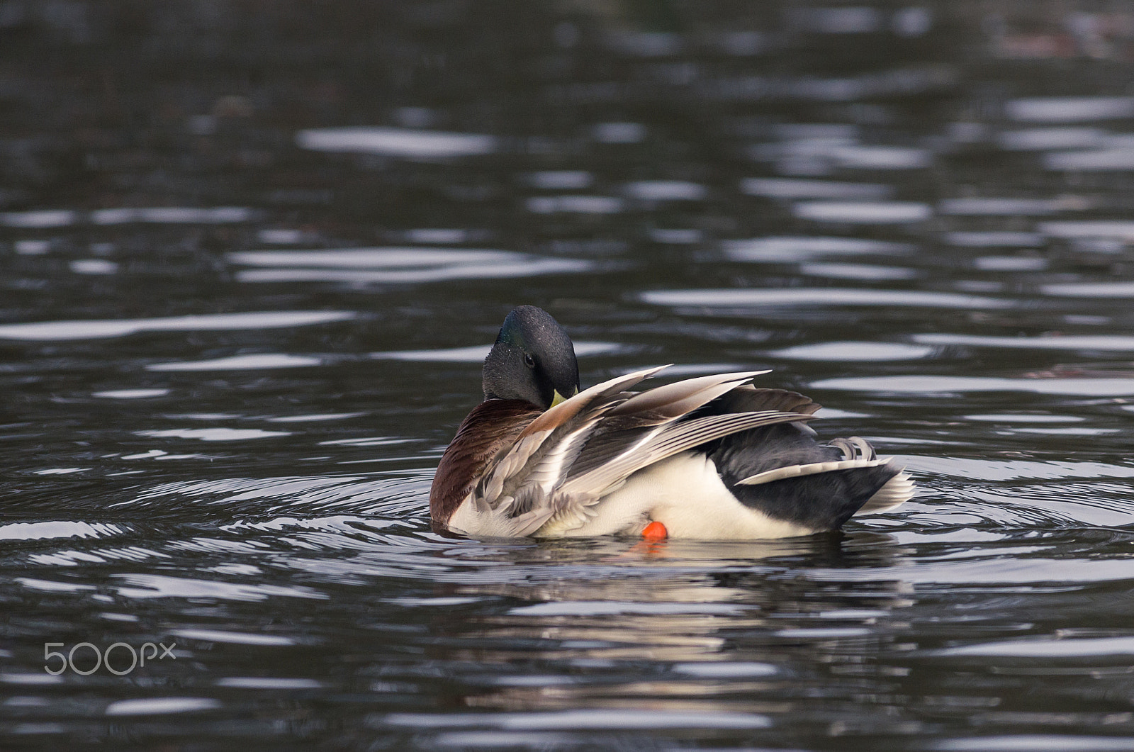 Pentax smc DA* 300mm F4.0 ED (IF) SDM sample photo. Duck photography