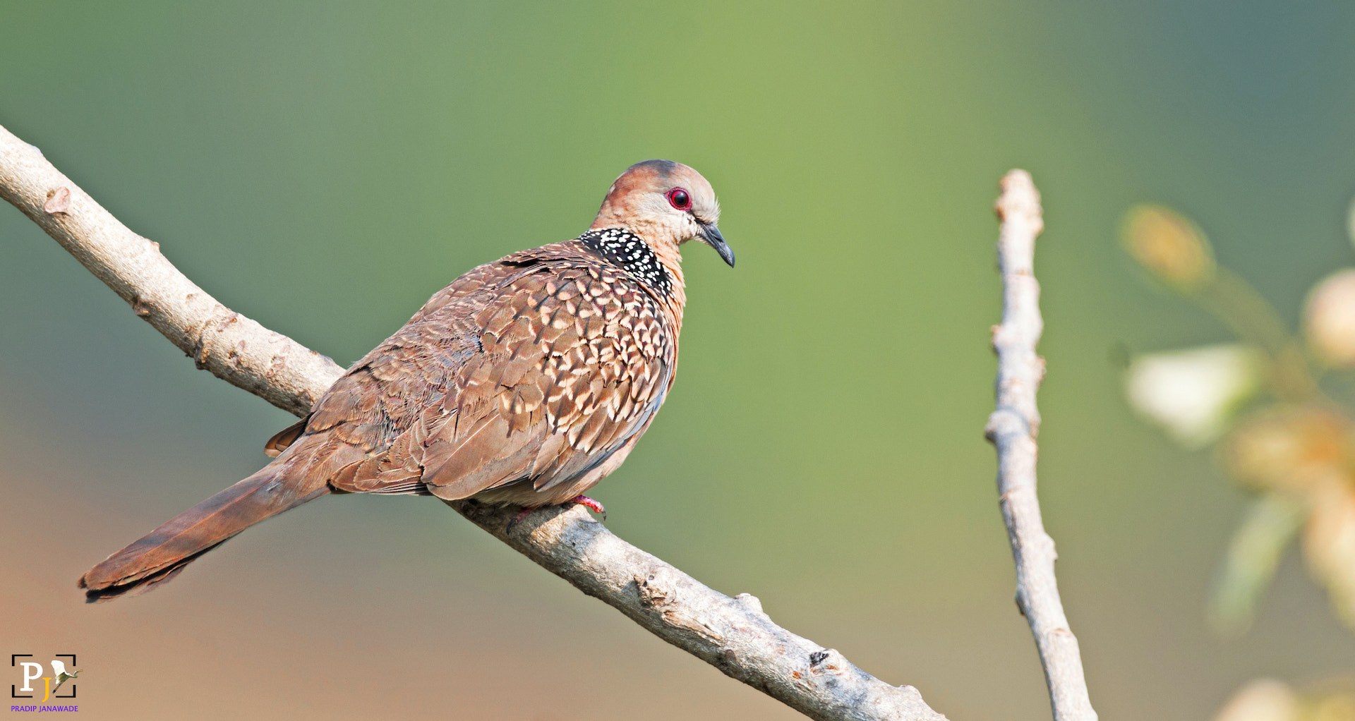 Nikon D3X + Sigma 24-60mm F2.8 EX DG sample photo. Spotted dove photography