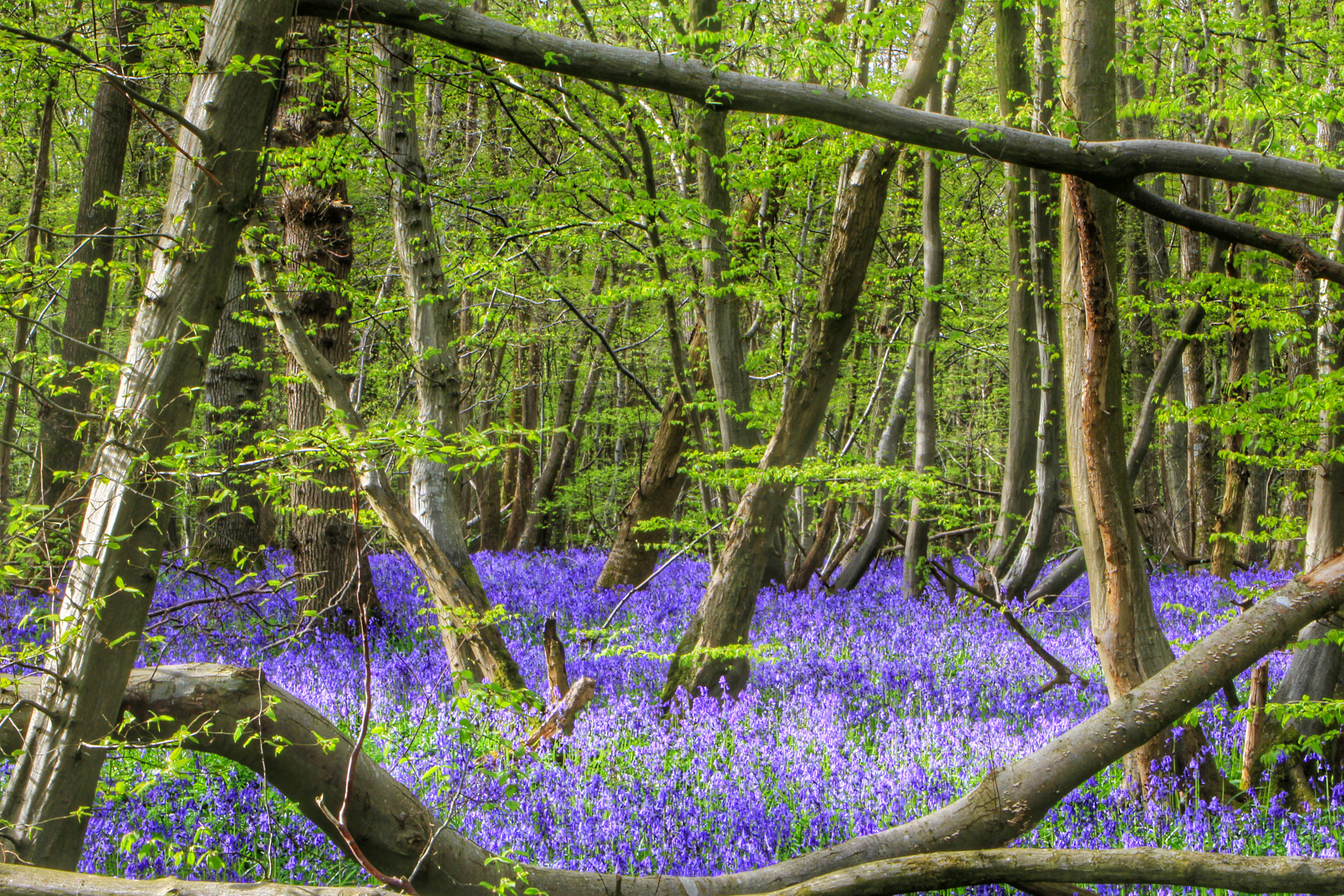 Canon EOS 7D + Canon 18-270mm sample photo. Bluebells framed in the woods bilsington photography