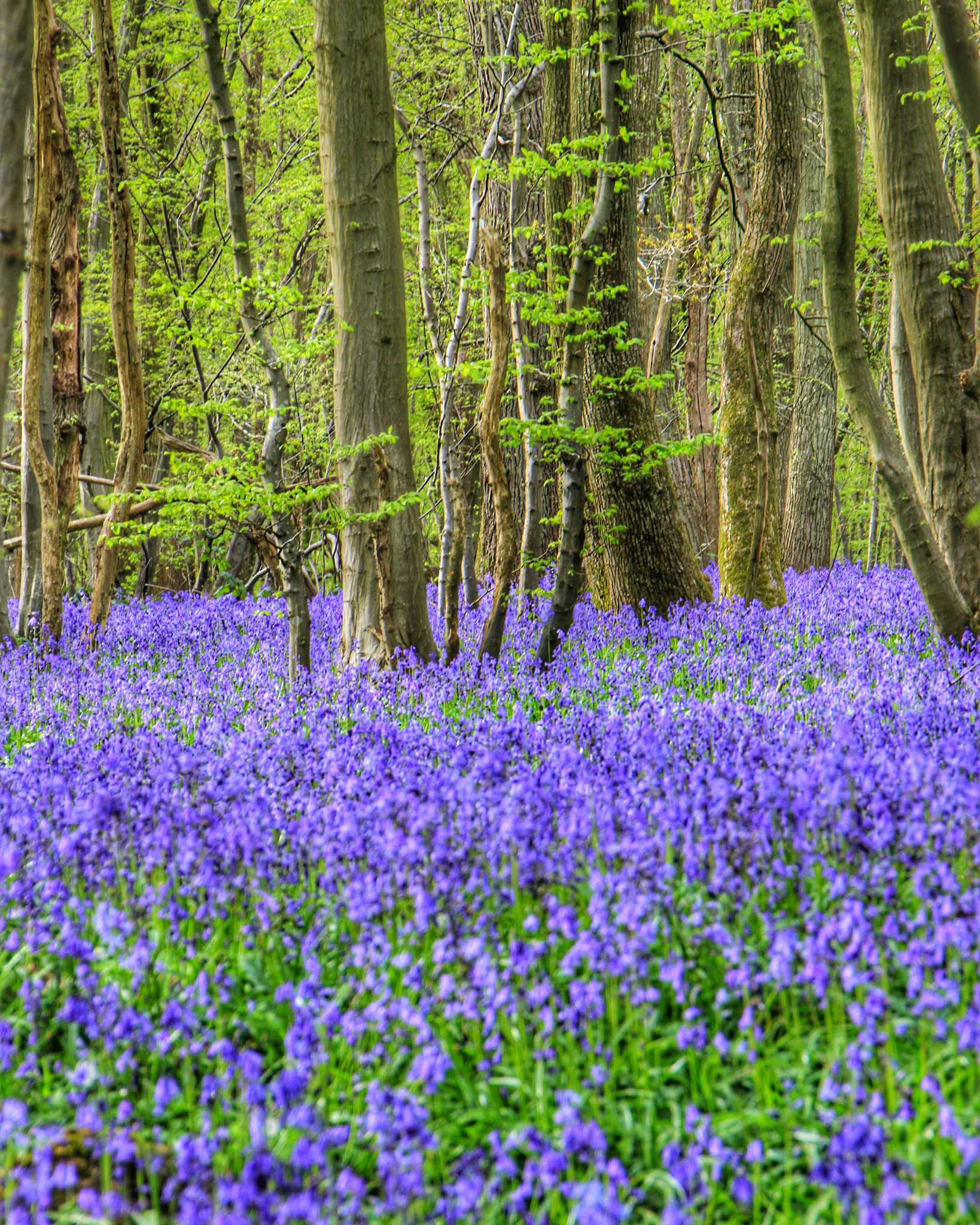 Canon EOS 7D + Canon 18-270mm sample photo. Bluebells in the woods bilsington photography