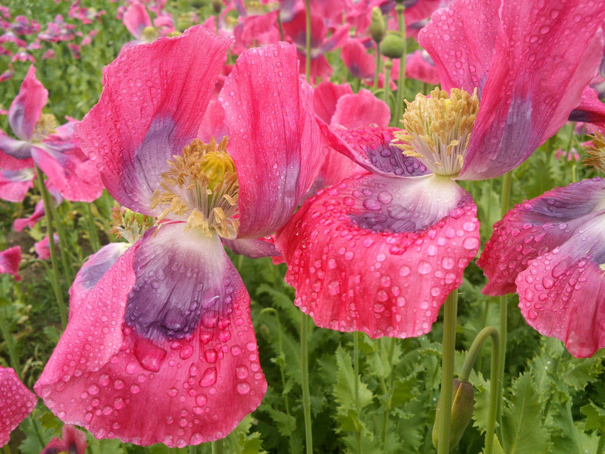 Sony Xperia P sample photo