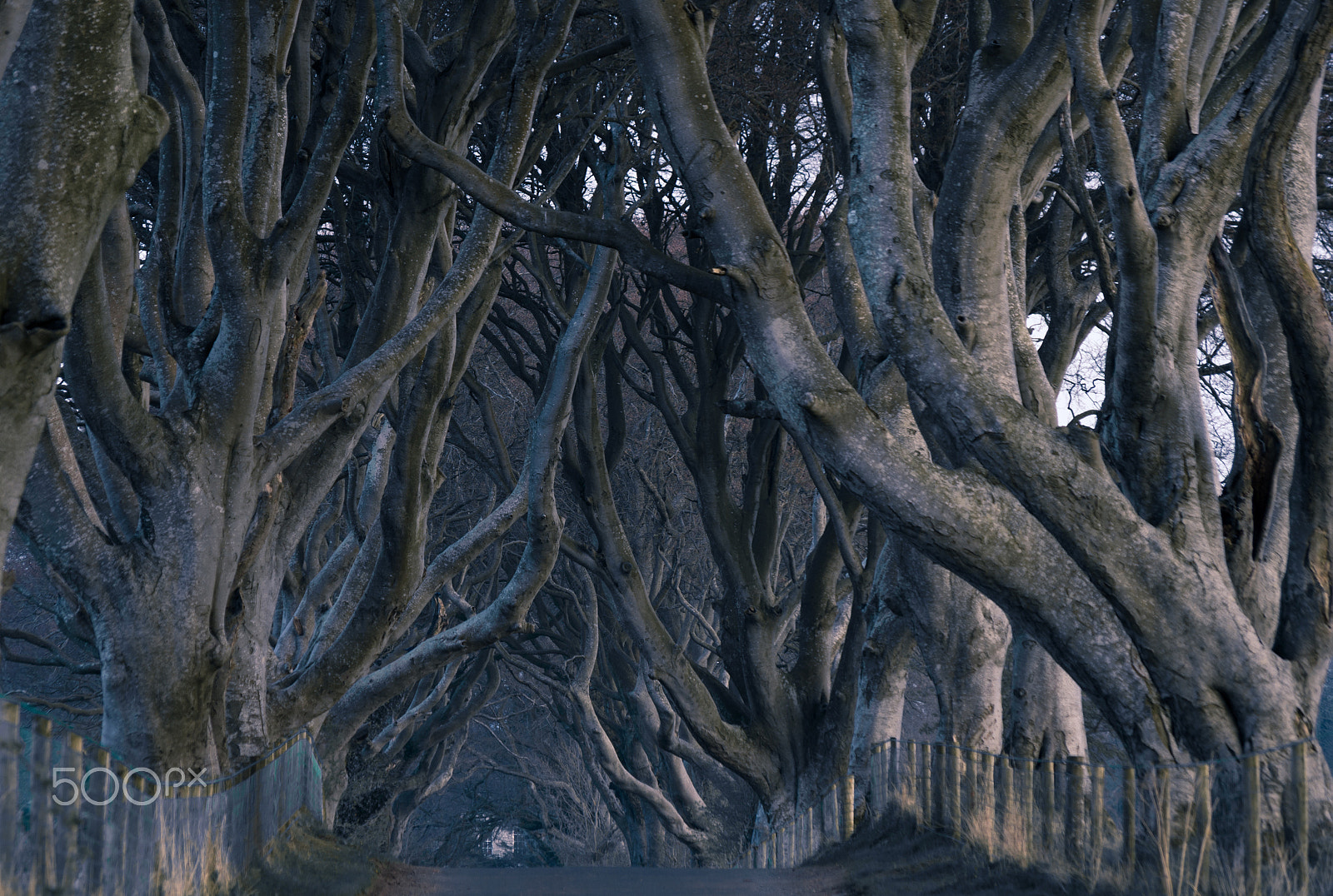 Pentax smc DA 50-200mm F4-5.6 ED WR sample photo. The dark hedge photography