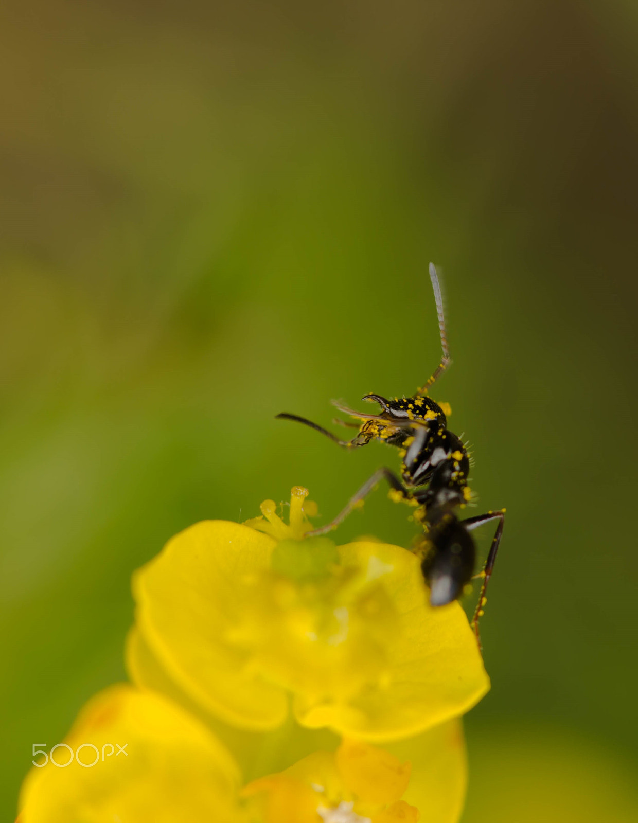 Sigma APO Macro 150mm f/2.8 EX DG HSM sample photo. Ant on flower photography