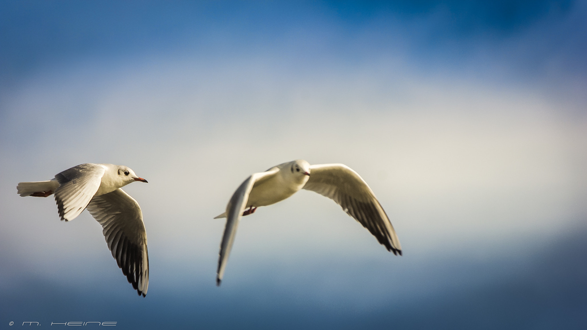Canon EOS 600D (Rebel EOS T3i / EOS Kiss X5) + Canon EF 100-300mm f/5.6 sample photo. Seagulls photography