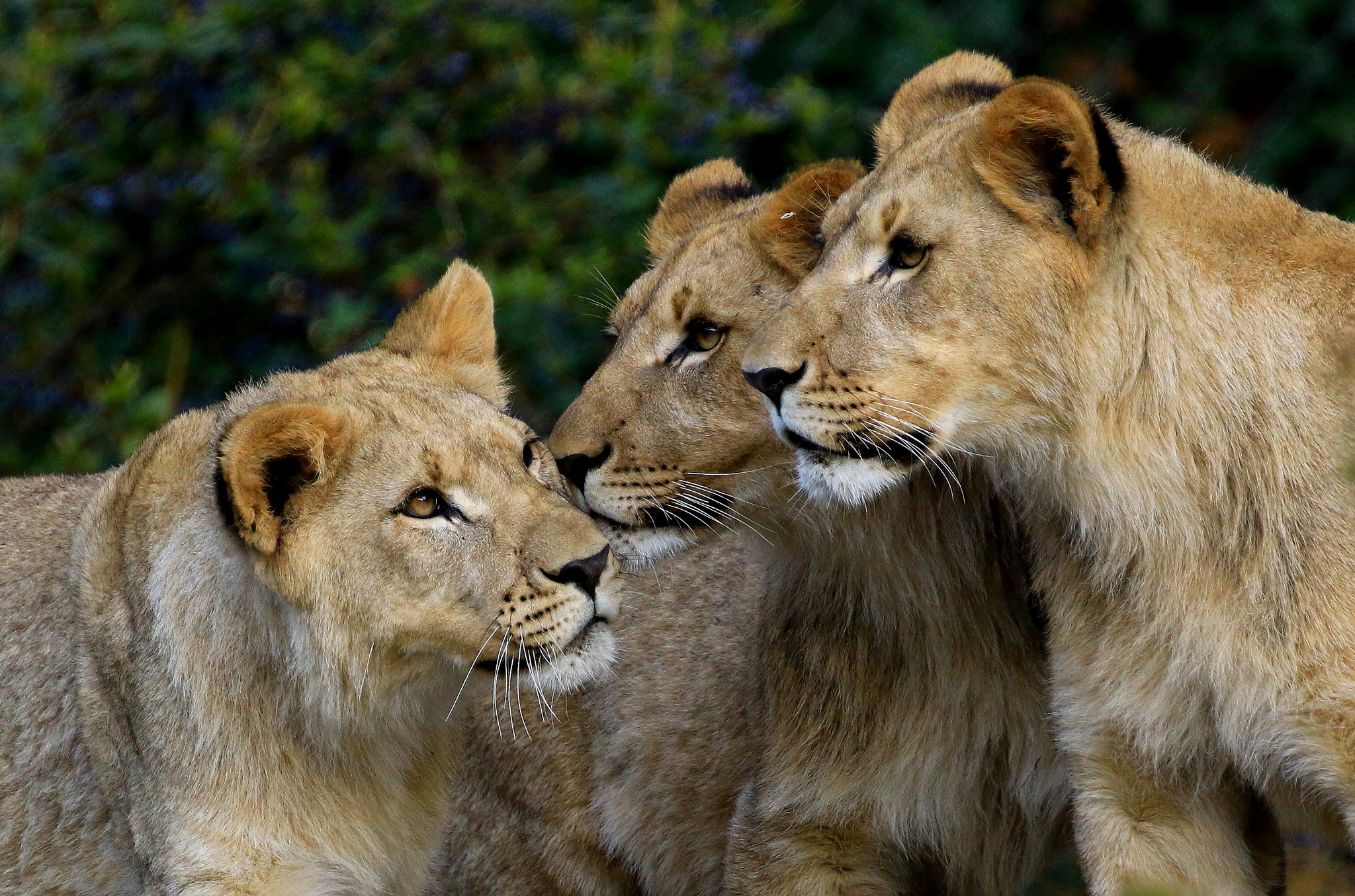 Canon EF 100-400mm F4.5-5.6L IS II USM sample photo. The three brothers photography