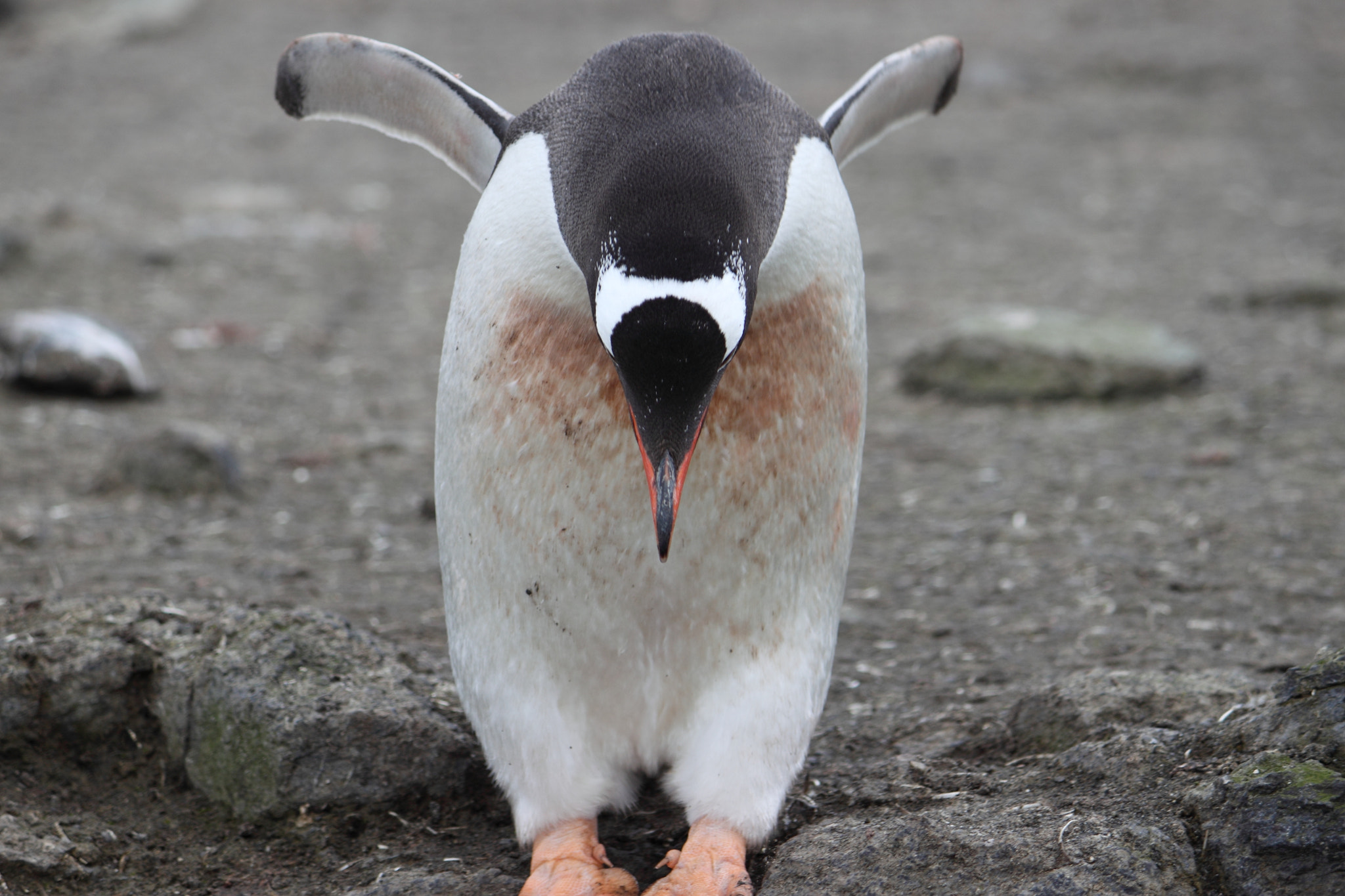 Canon EF-S 55-250mm F4-5.6 IS sample photo. Antarctica photography