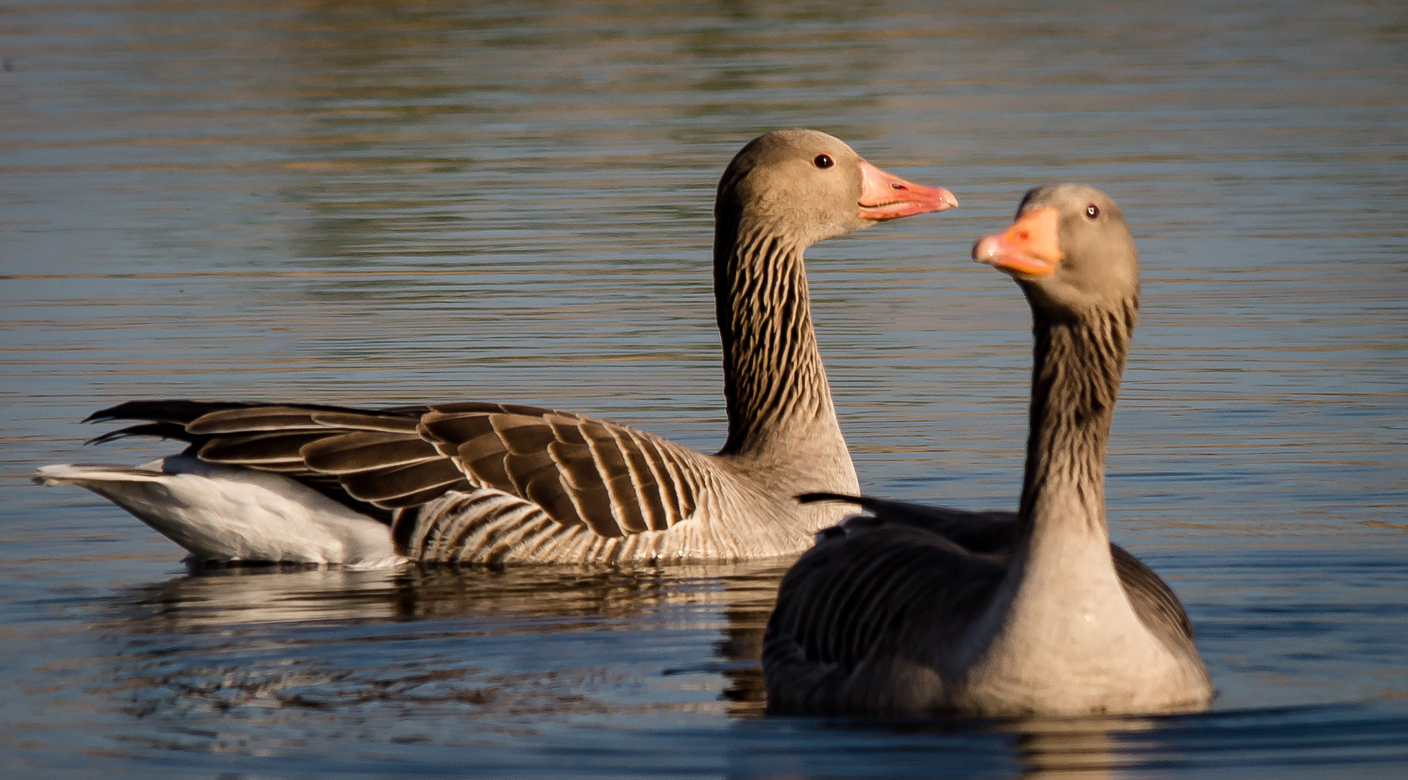 Sigma 150-500mm F5-6.3 DG OS HSM sample photo. Schönes paar photography